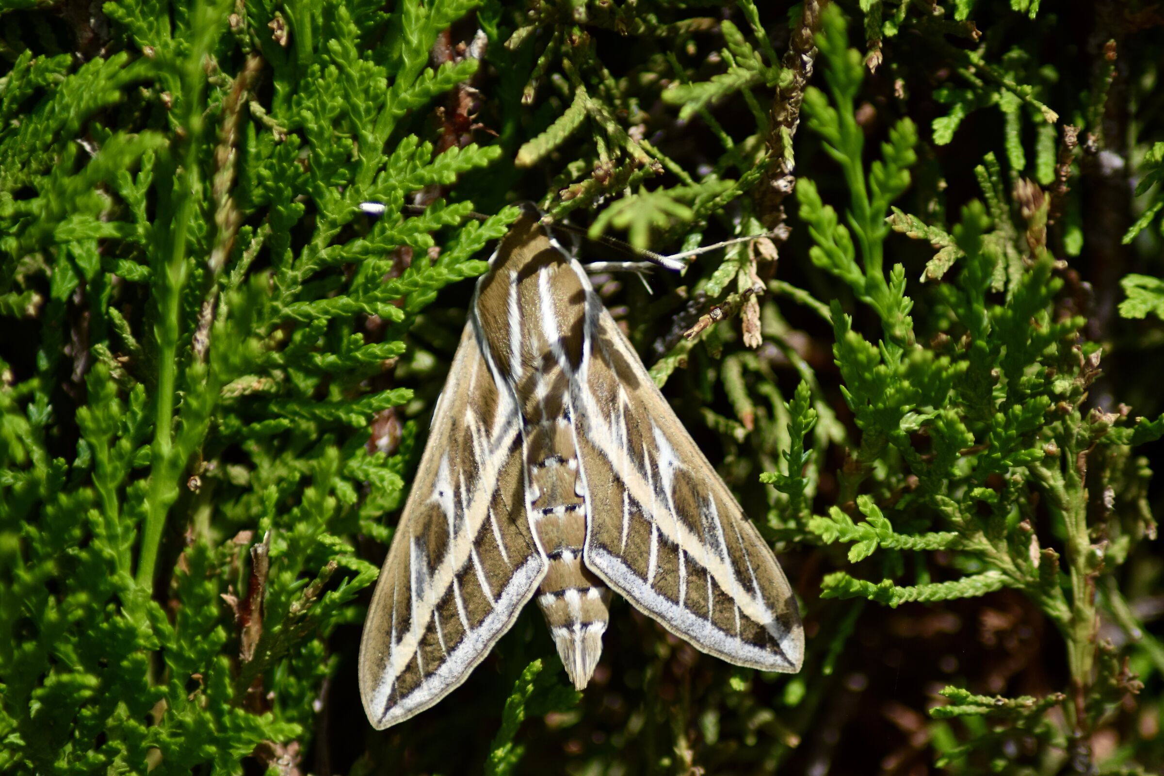 Falena