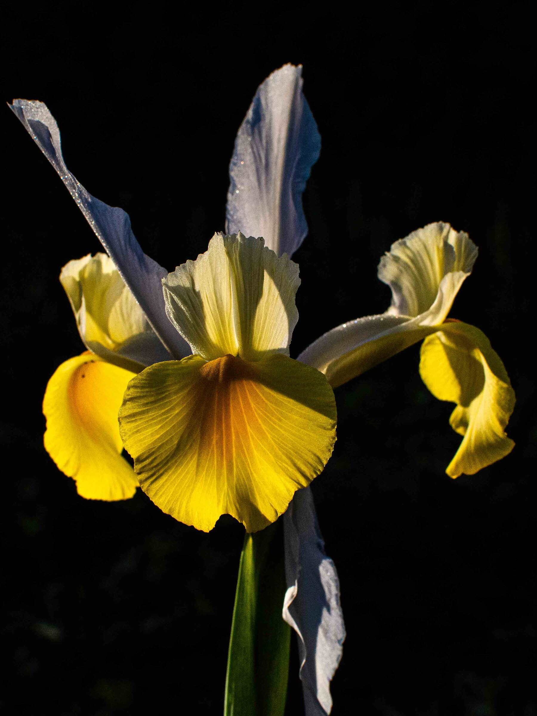 Fiore di iris