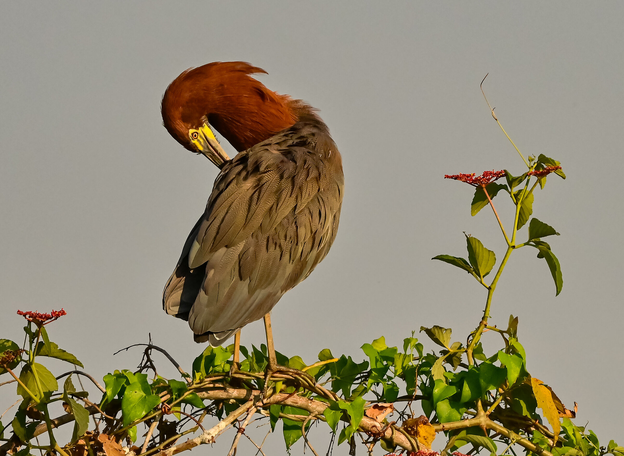 The reddish brindle heron