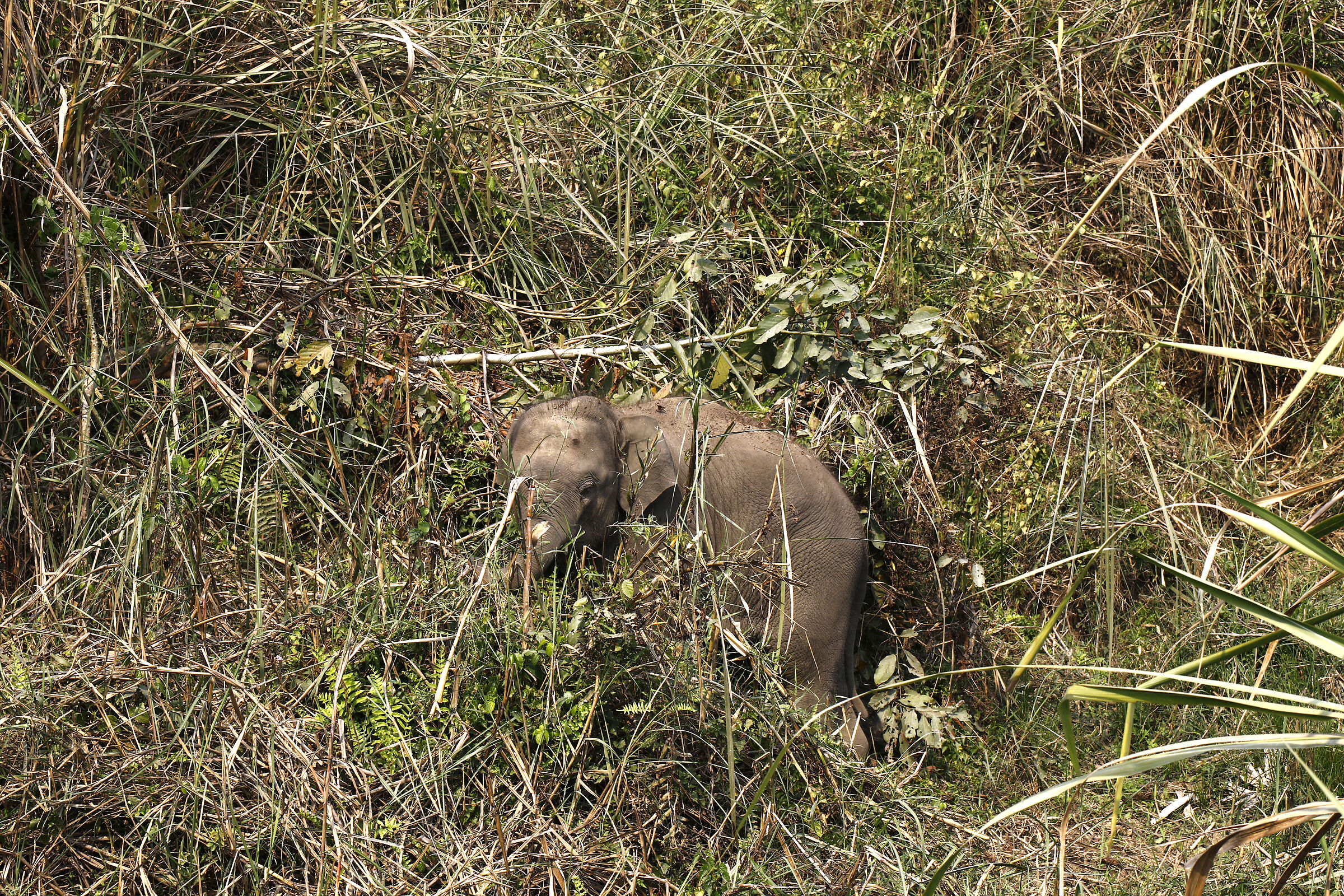 Nepal: baby elephant