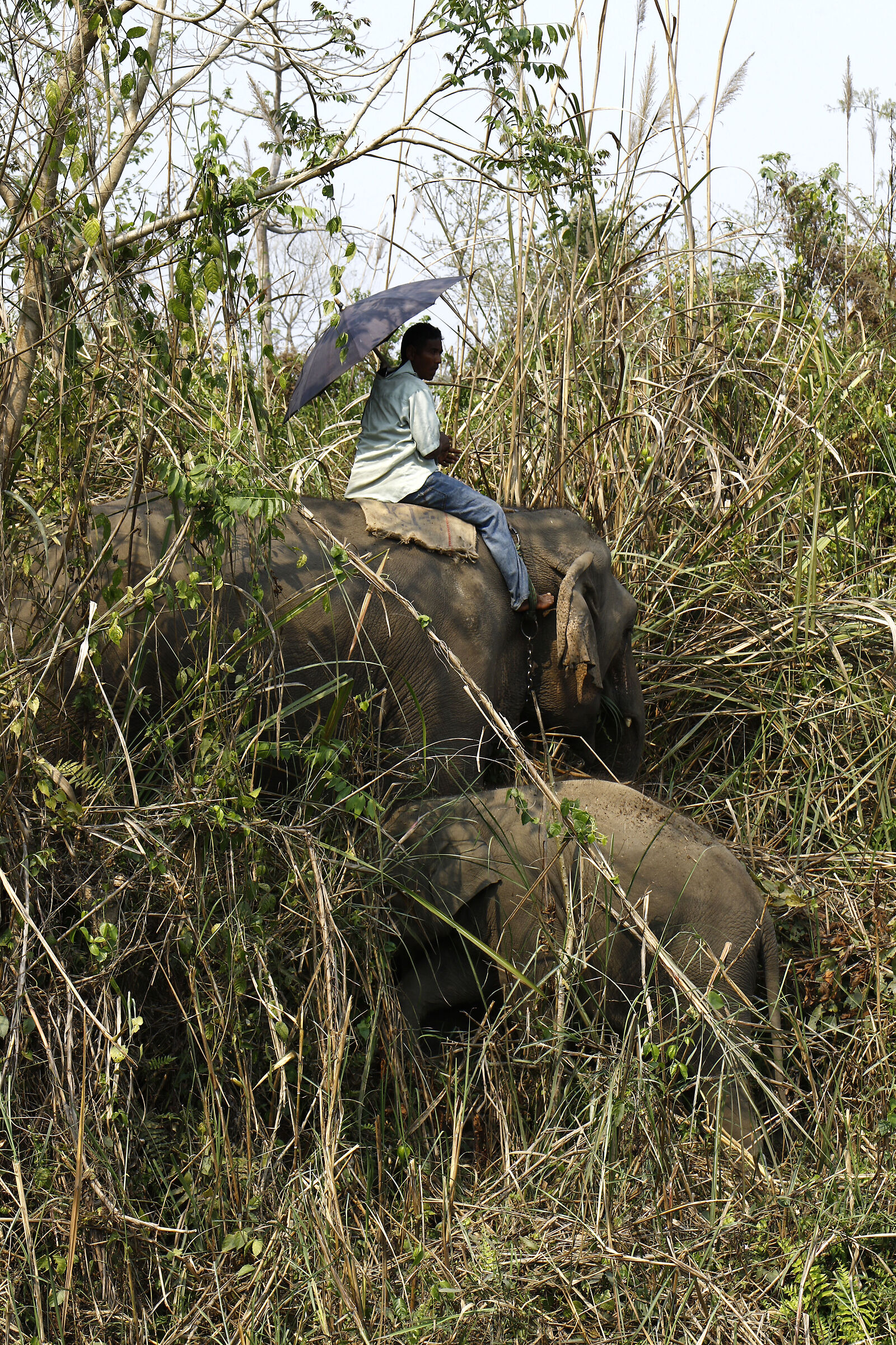 Nepal: elephant