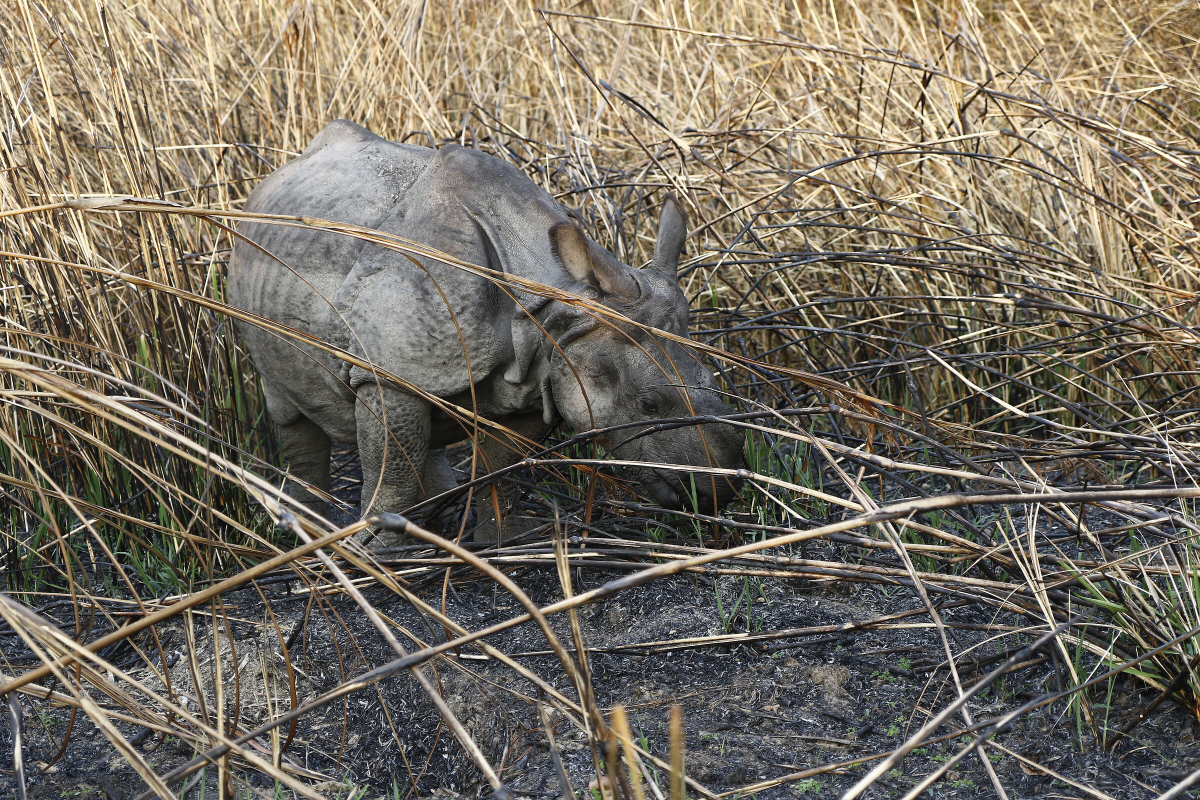 Nepal: baby rhino