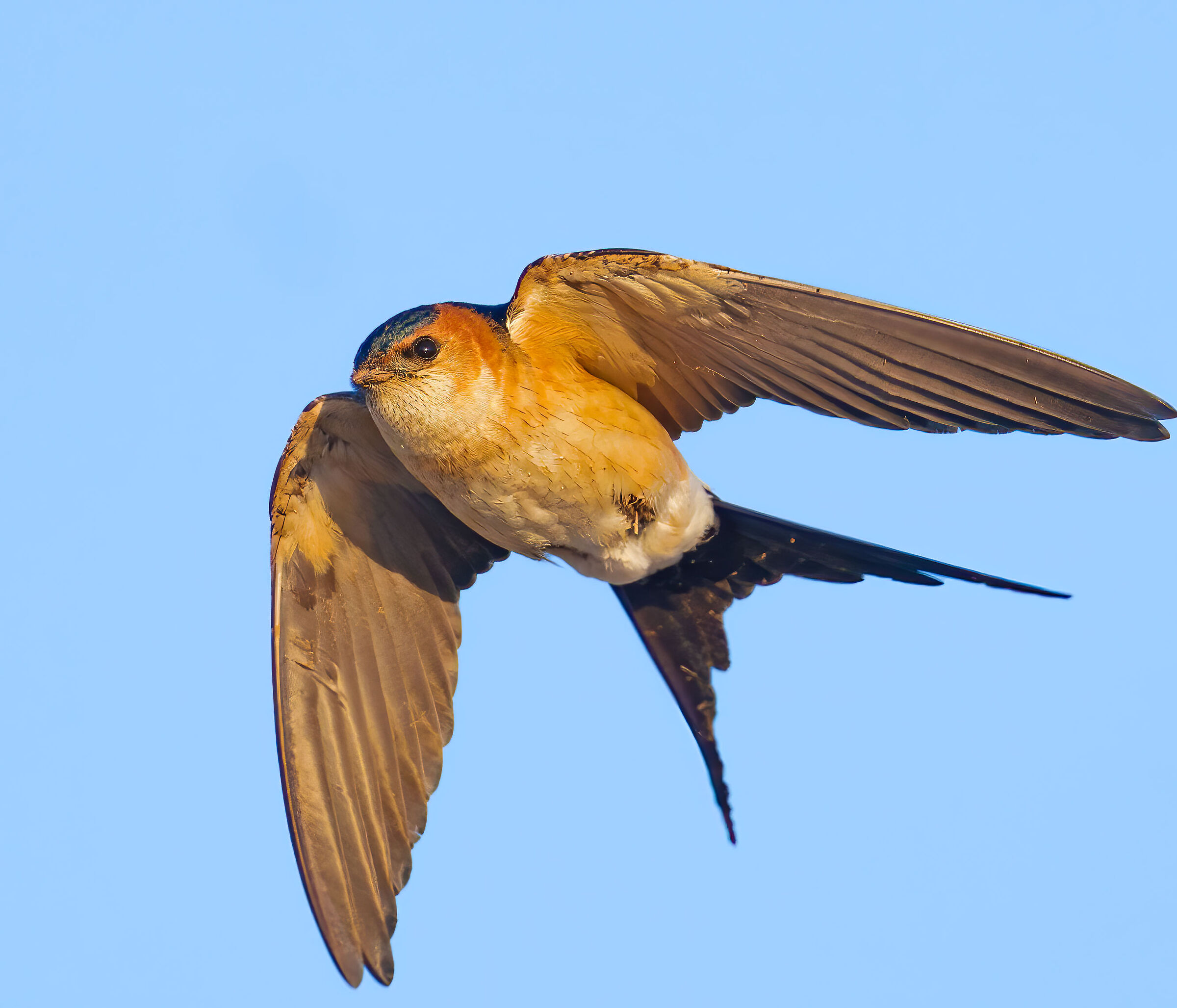 THE RUFOUS SWALLOW