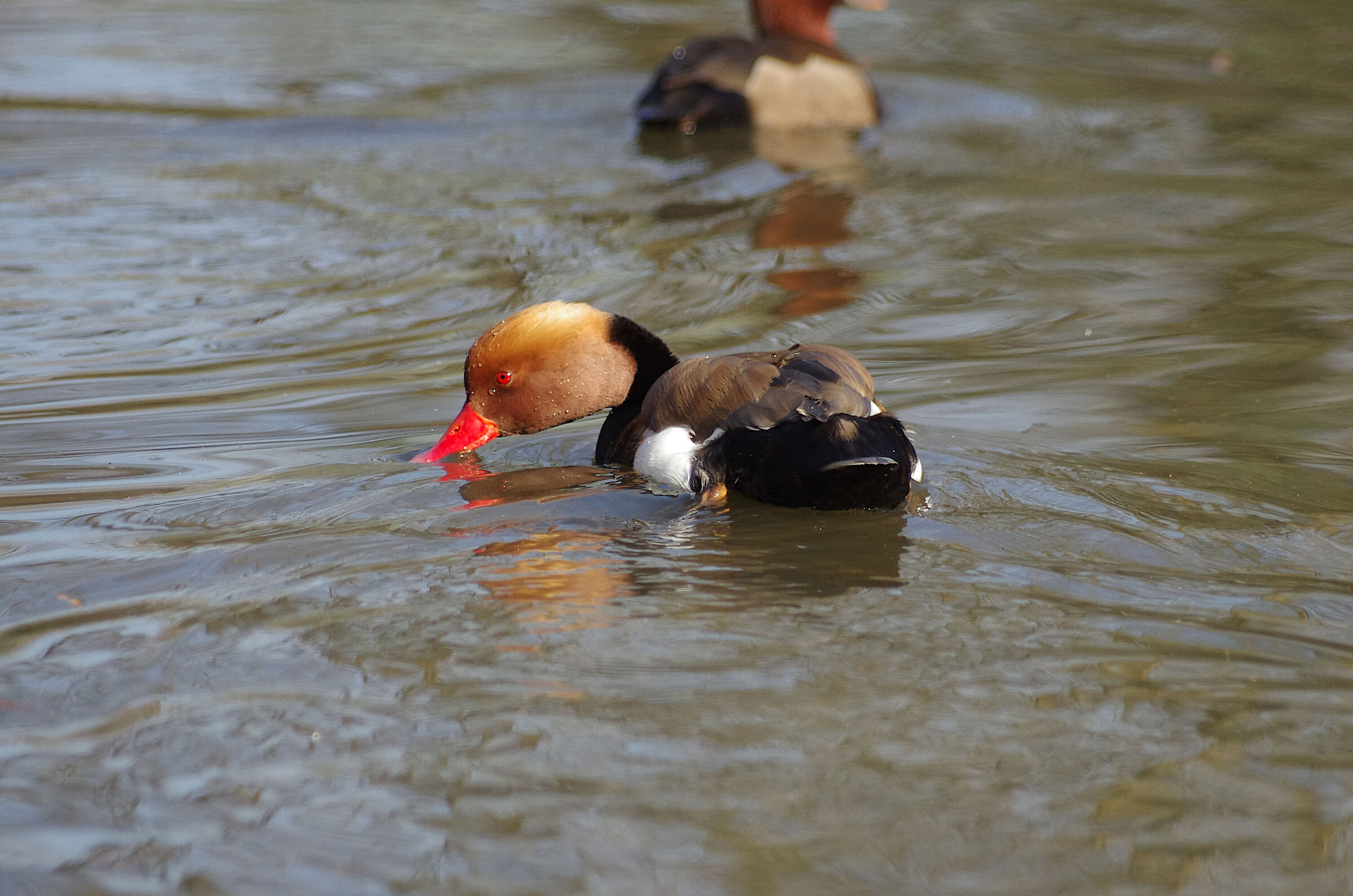 Red-crested pochard