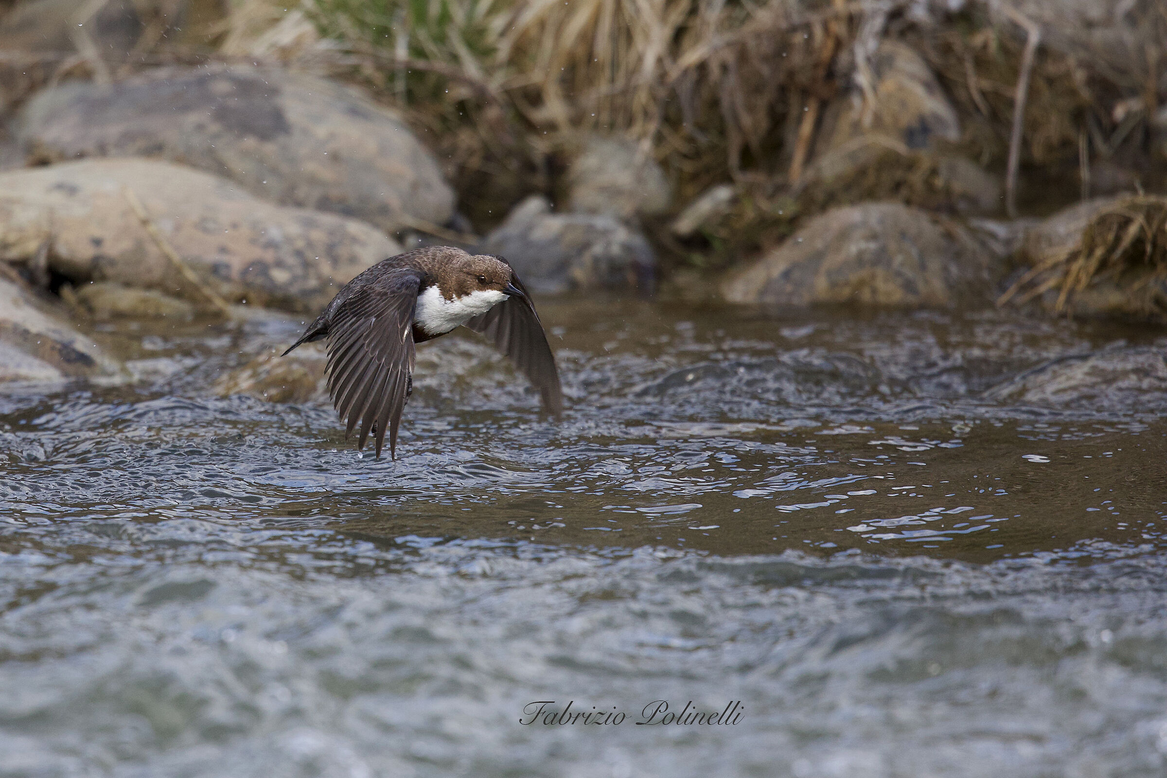 Dipper in flight