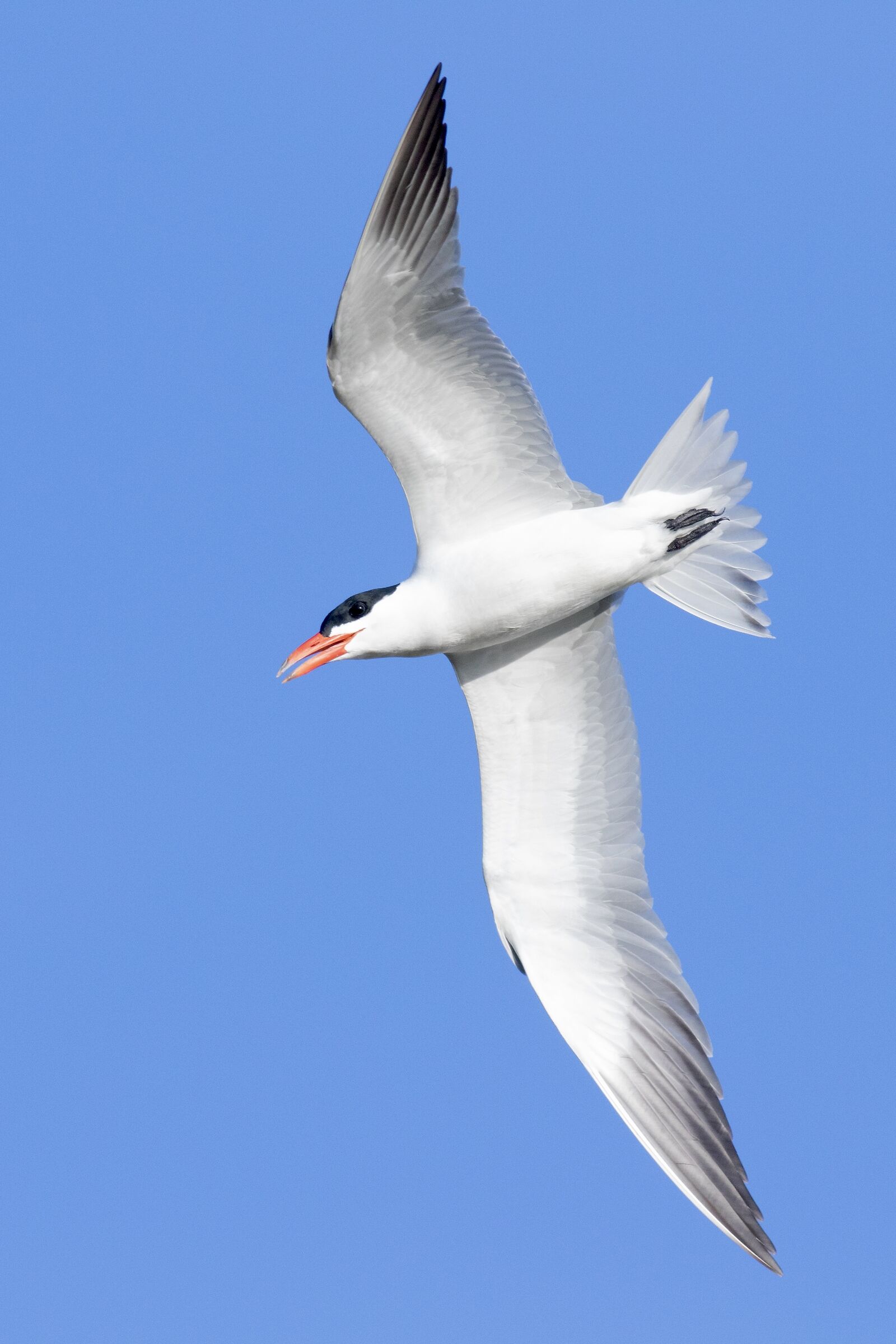 Greater tern