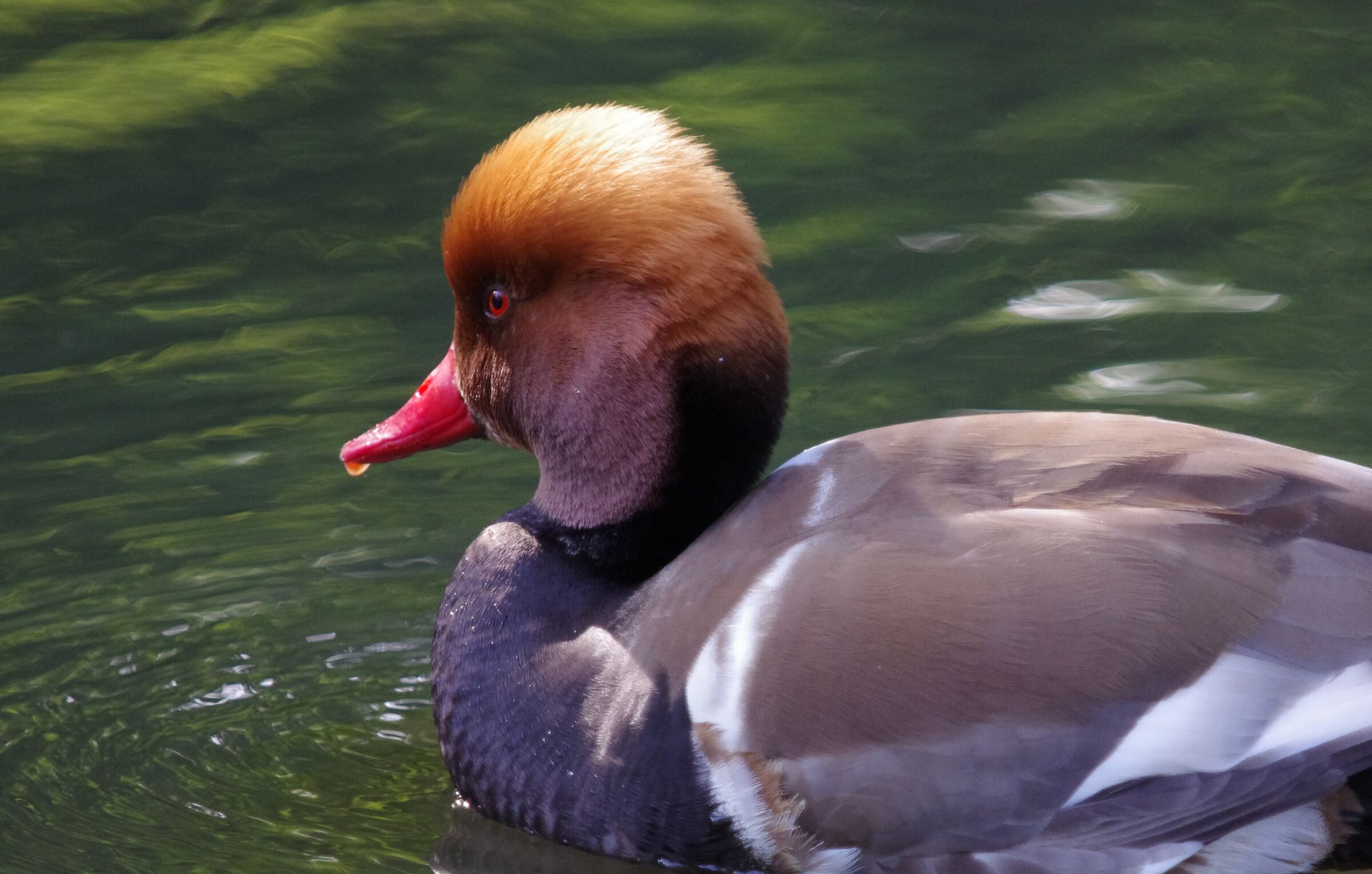 Red-crested pochard