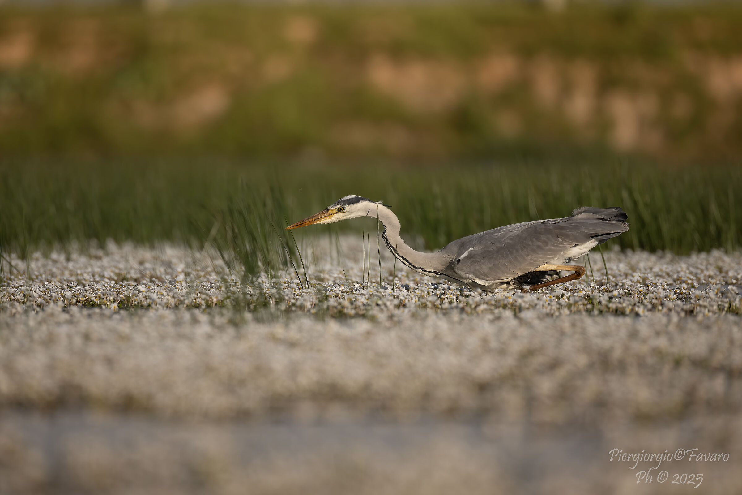 Grey heron