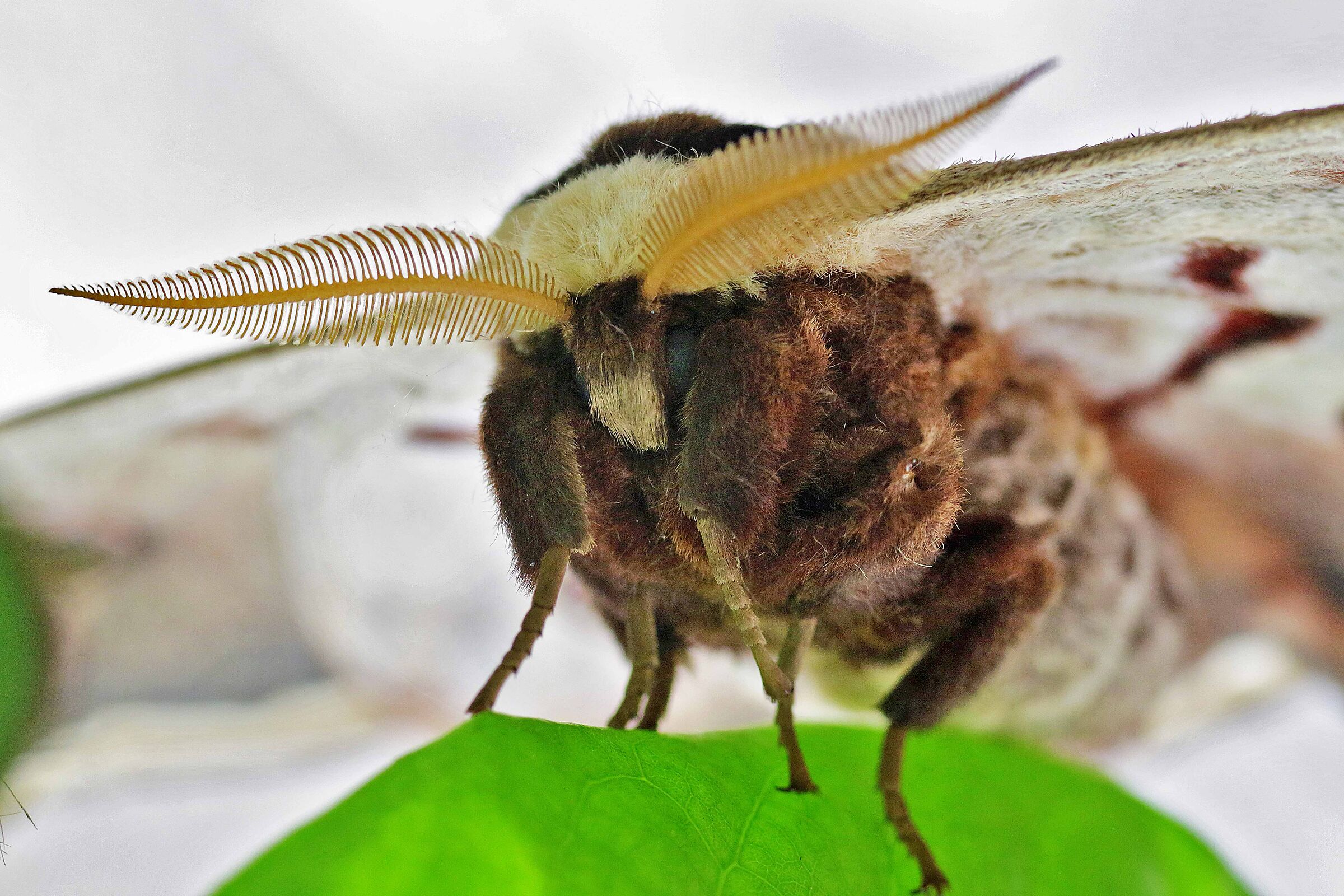Saturnia pyri