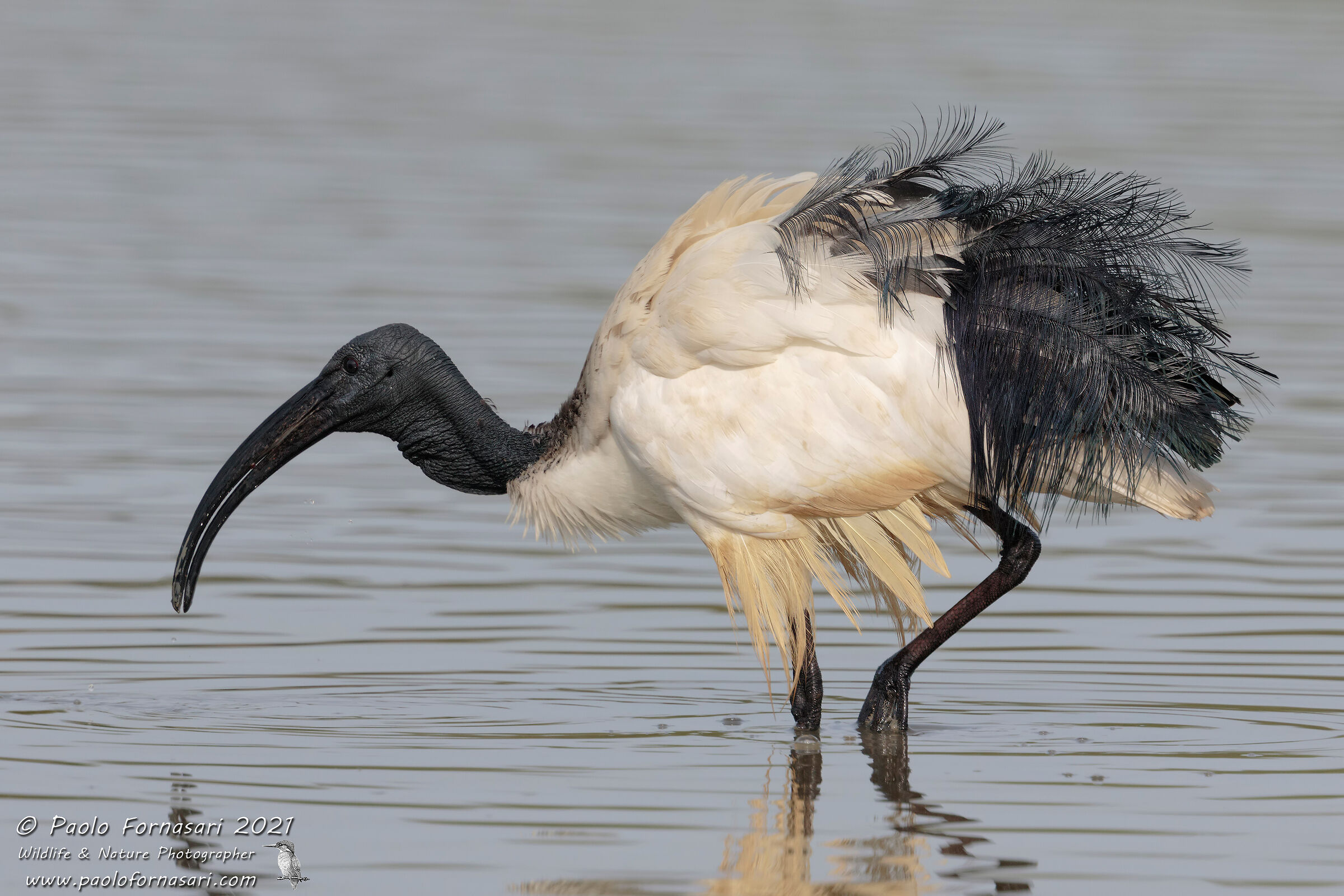 Ibis sacro (Threskiornis aethiopicus)