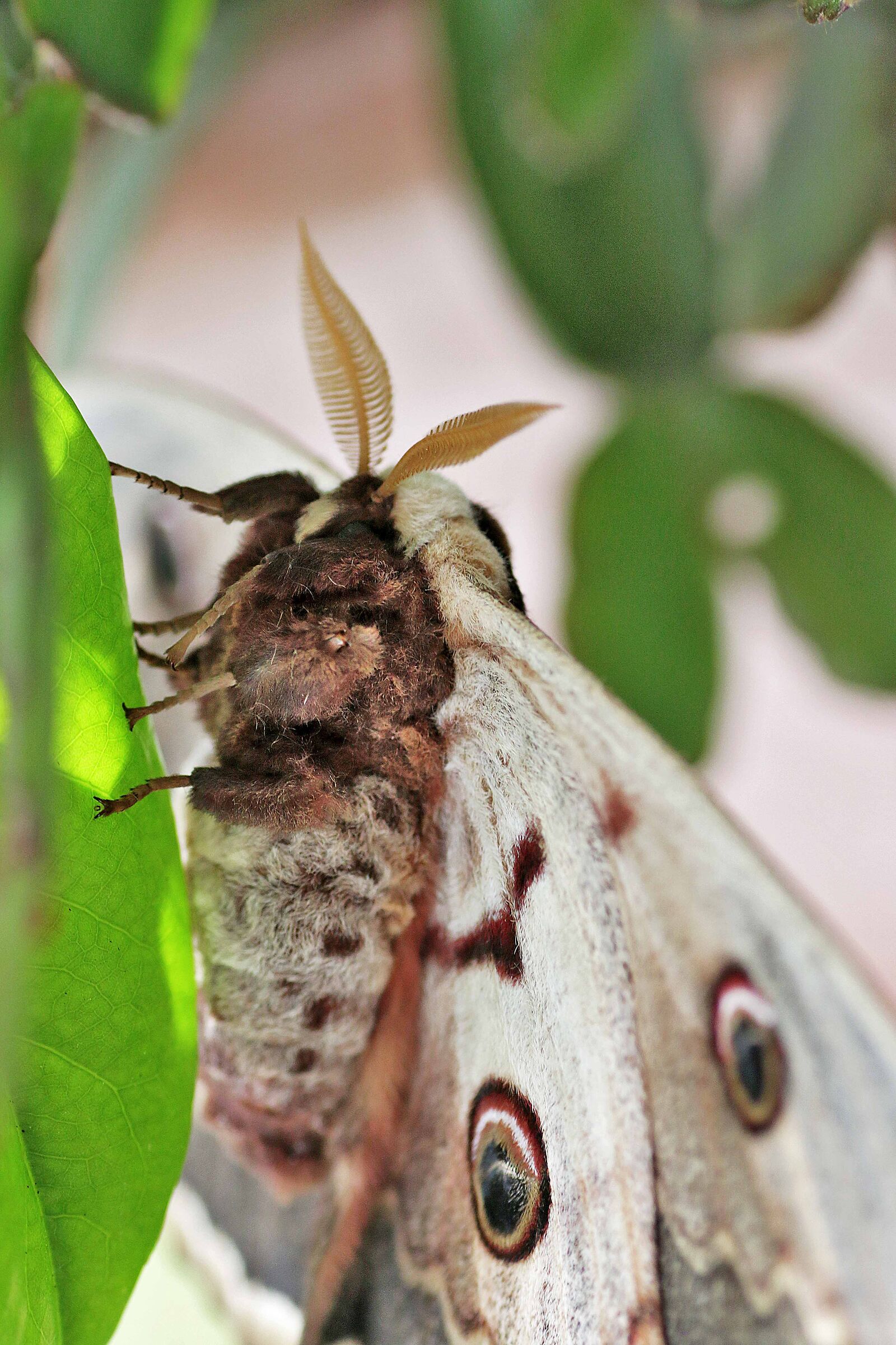 Saturnia pyri