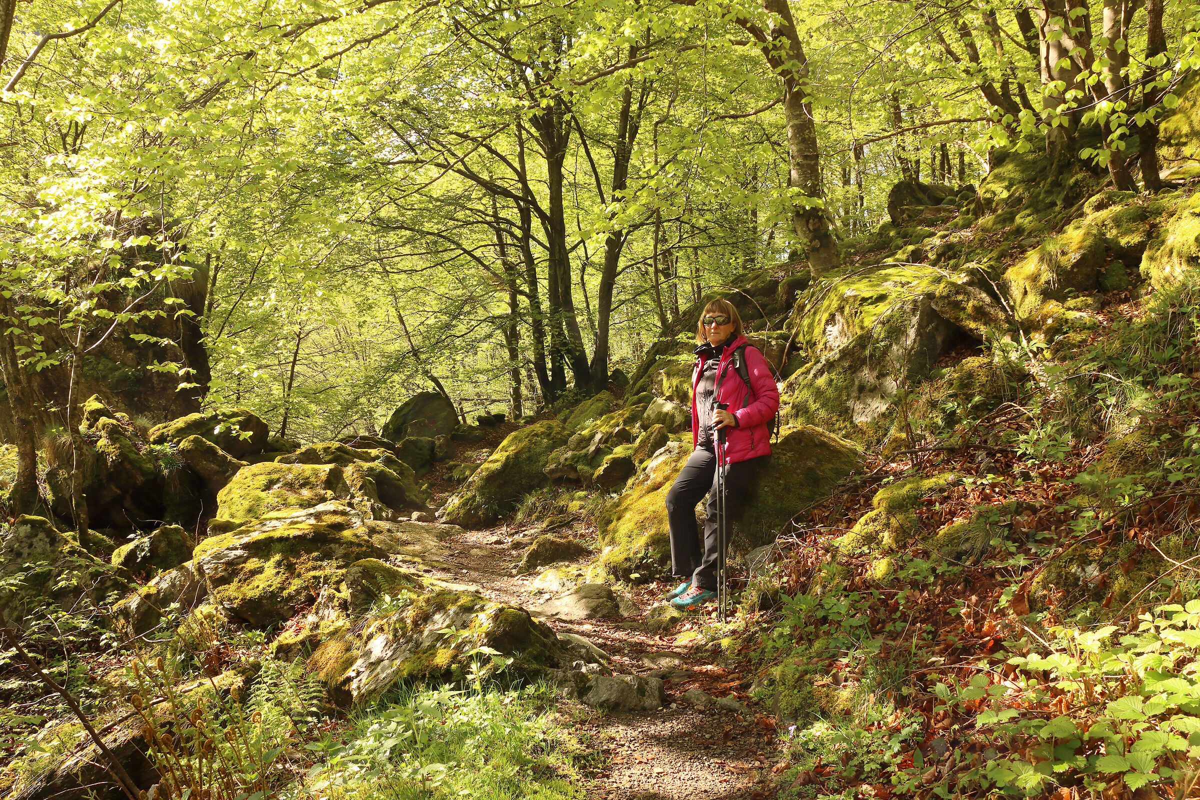 in the "enchanted" forest