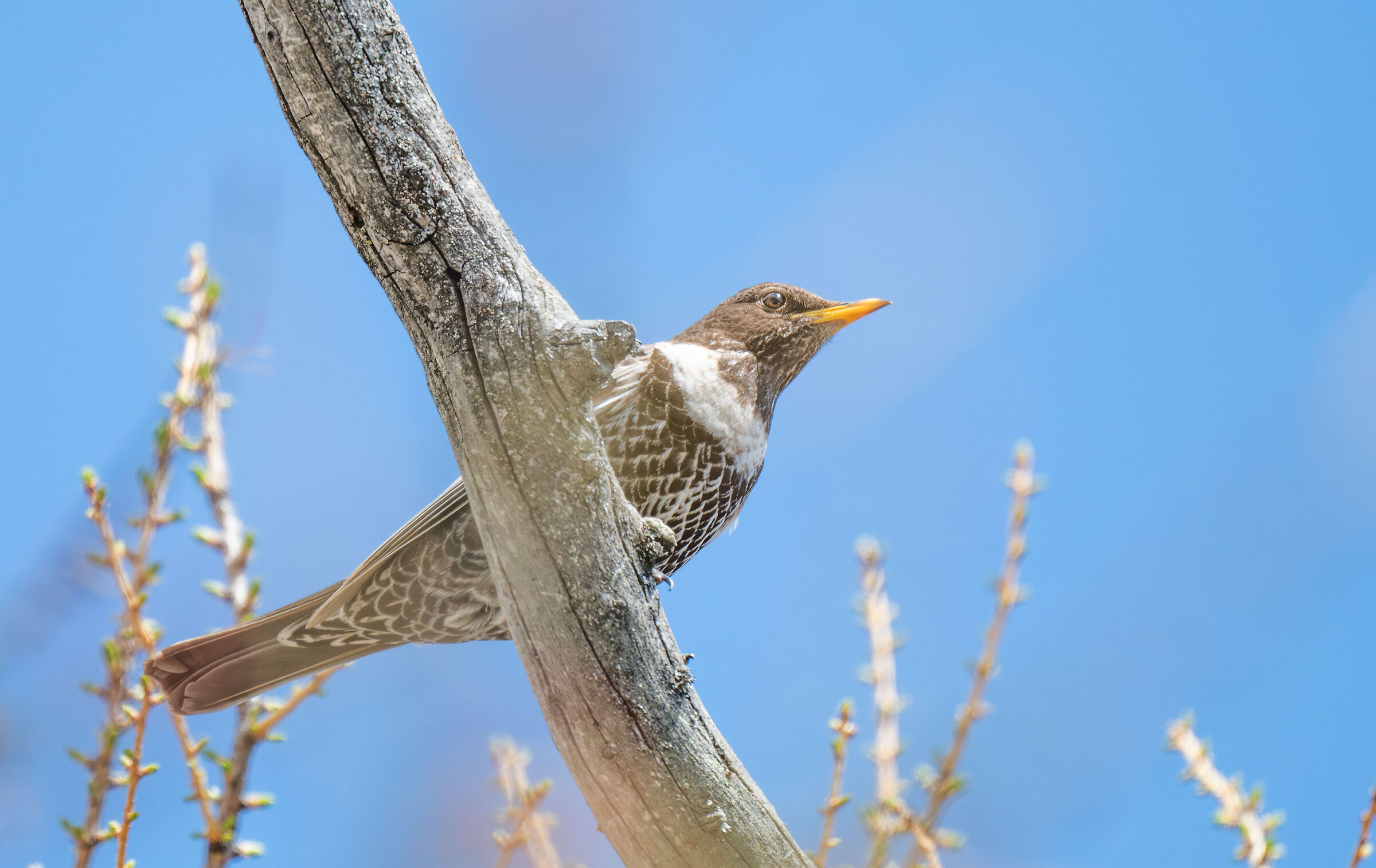 Collared blackbird