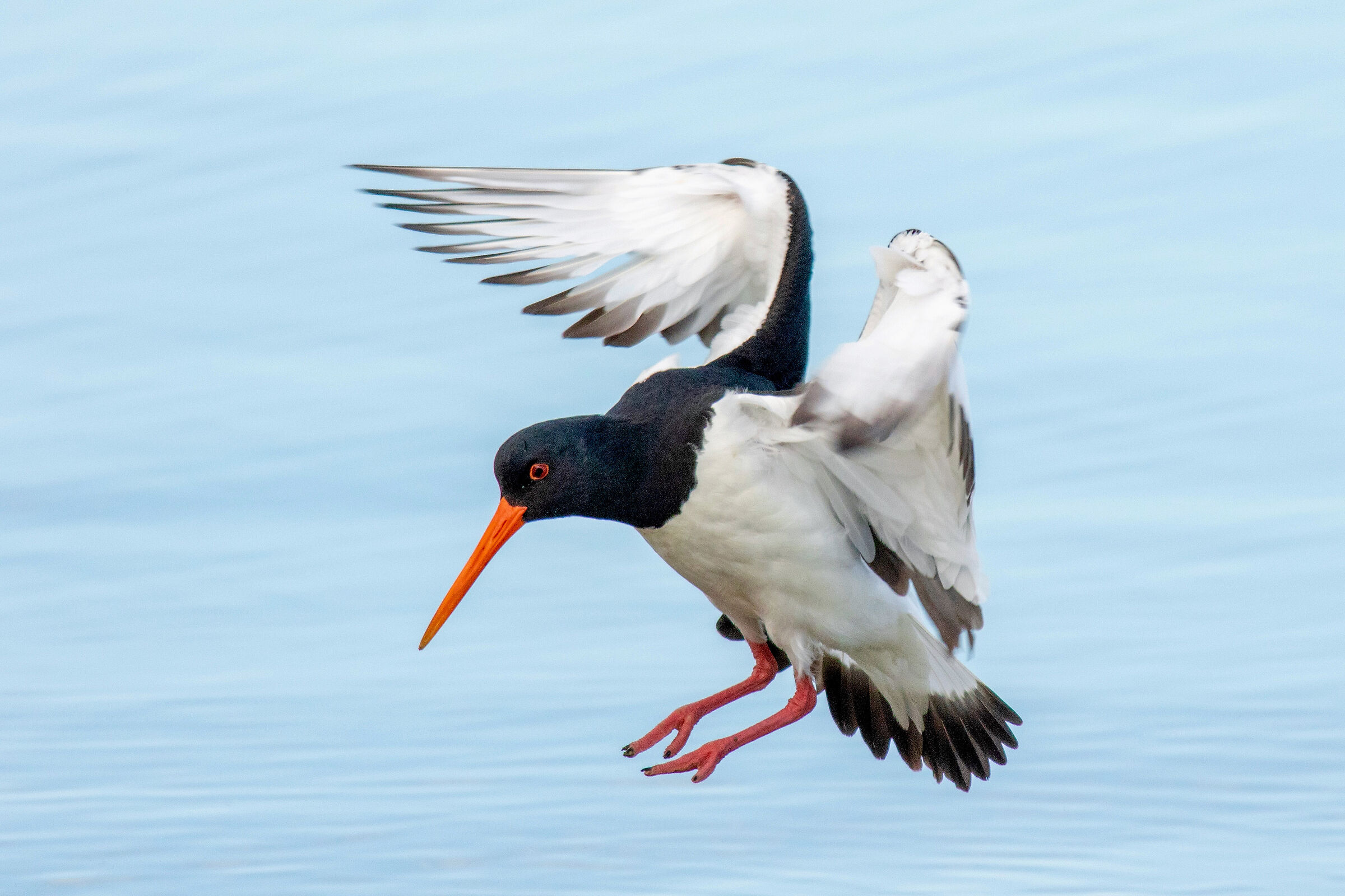 Oystercatcher