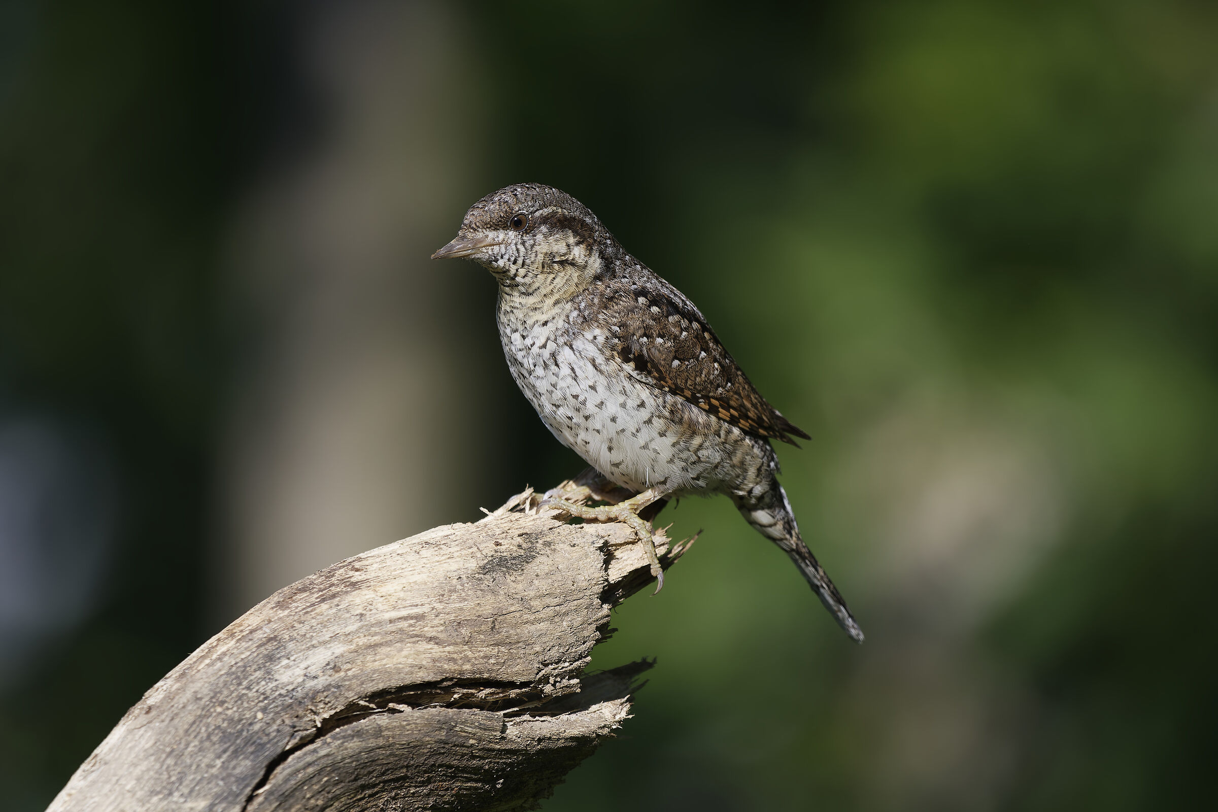 wryneck