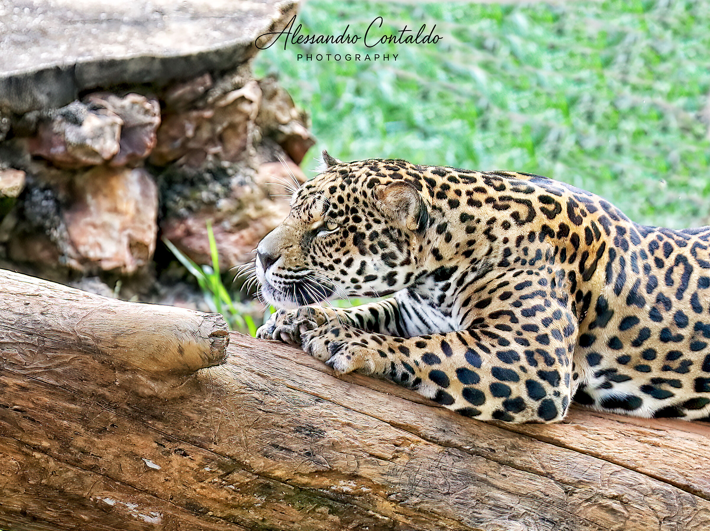 giaguaro del pantanal