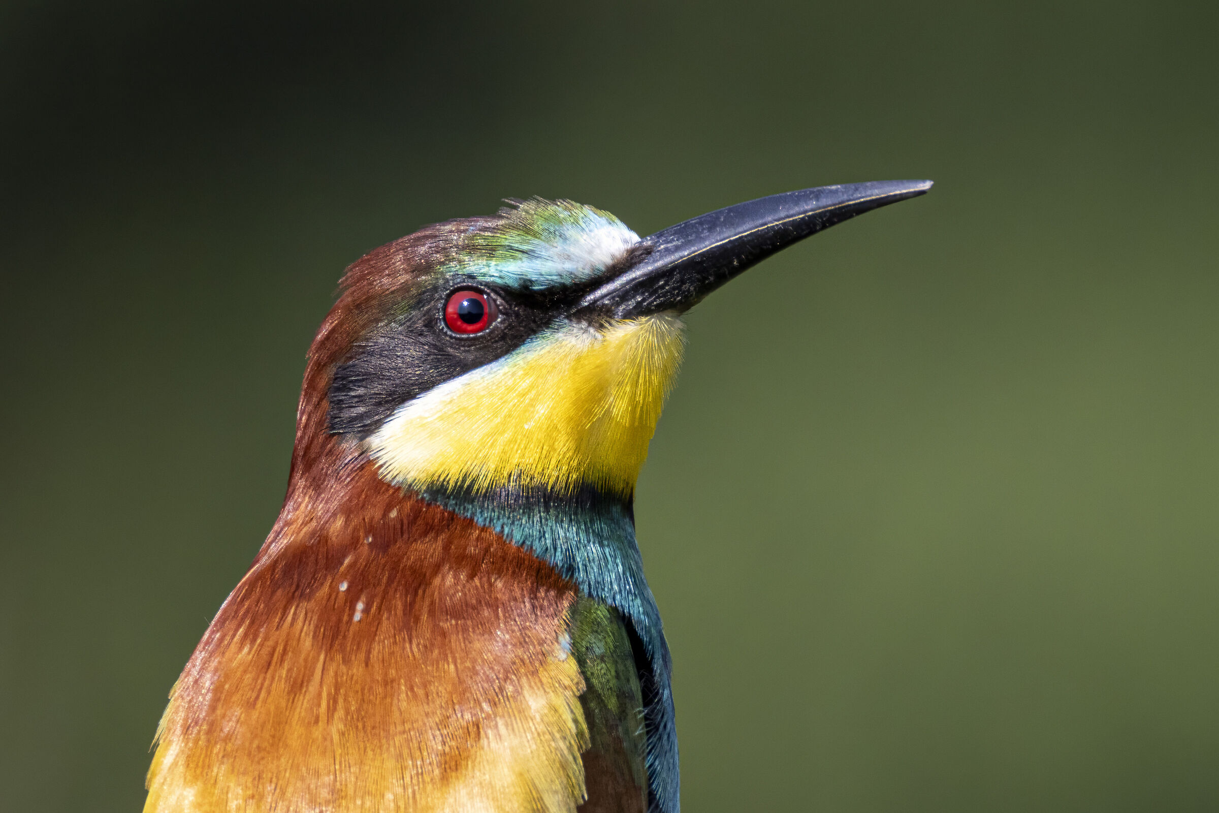 Bee-eater