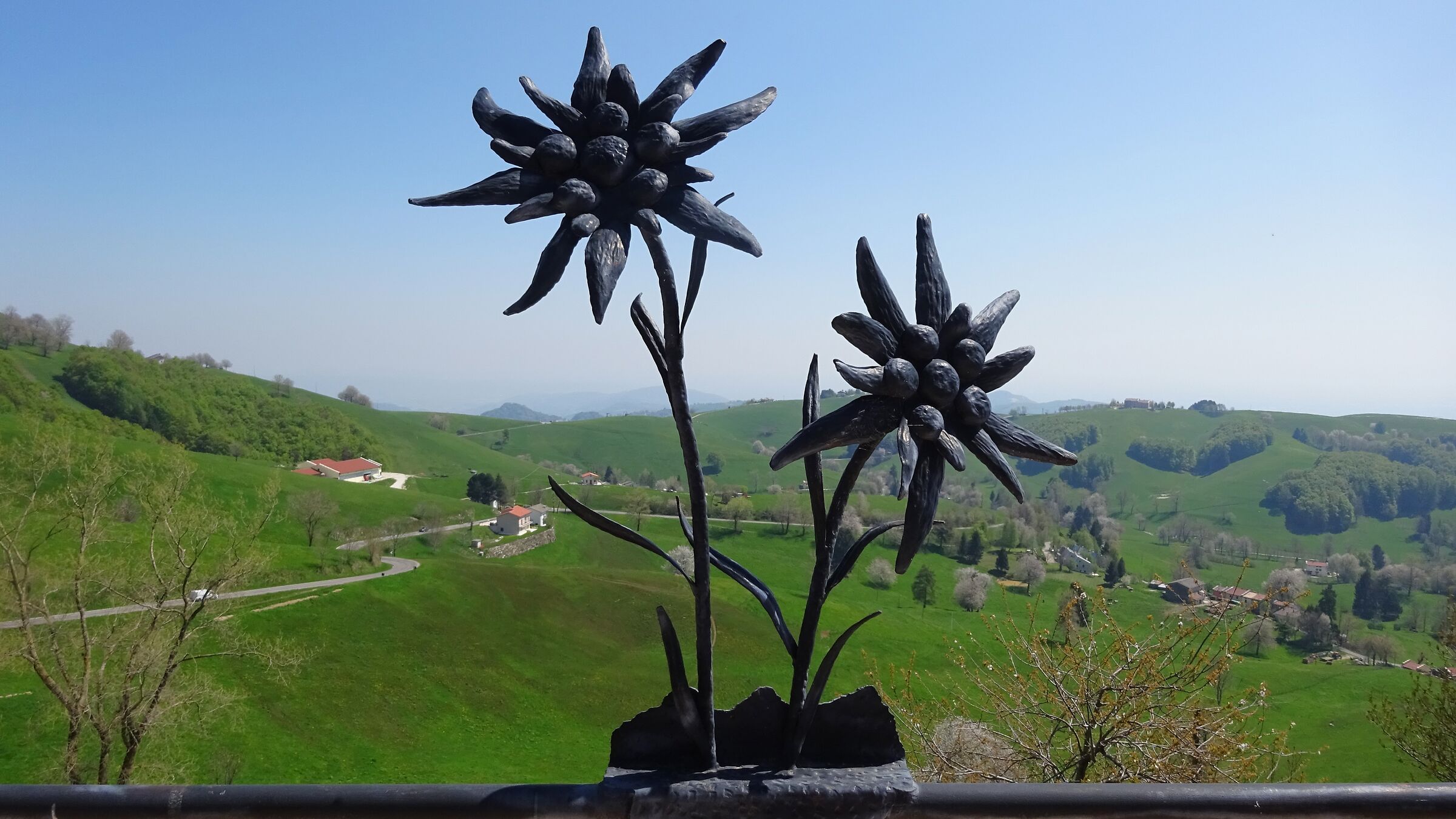 Edelweiss