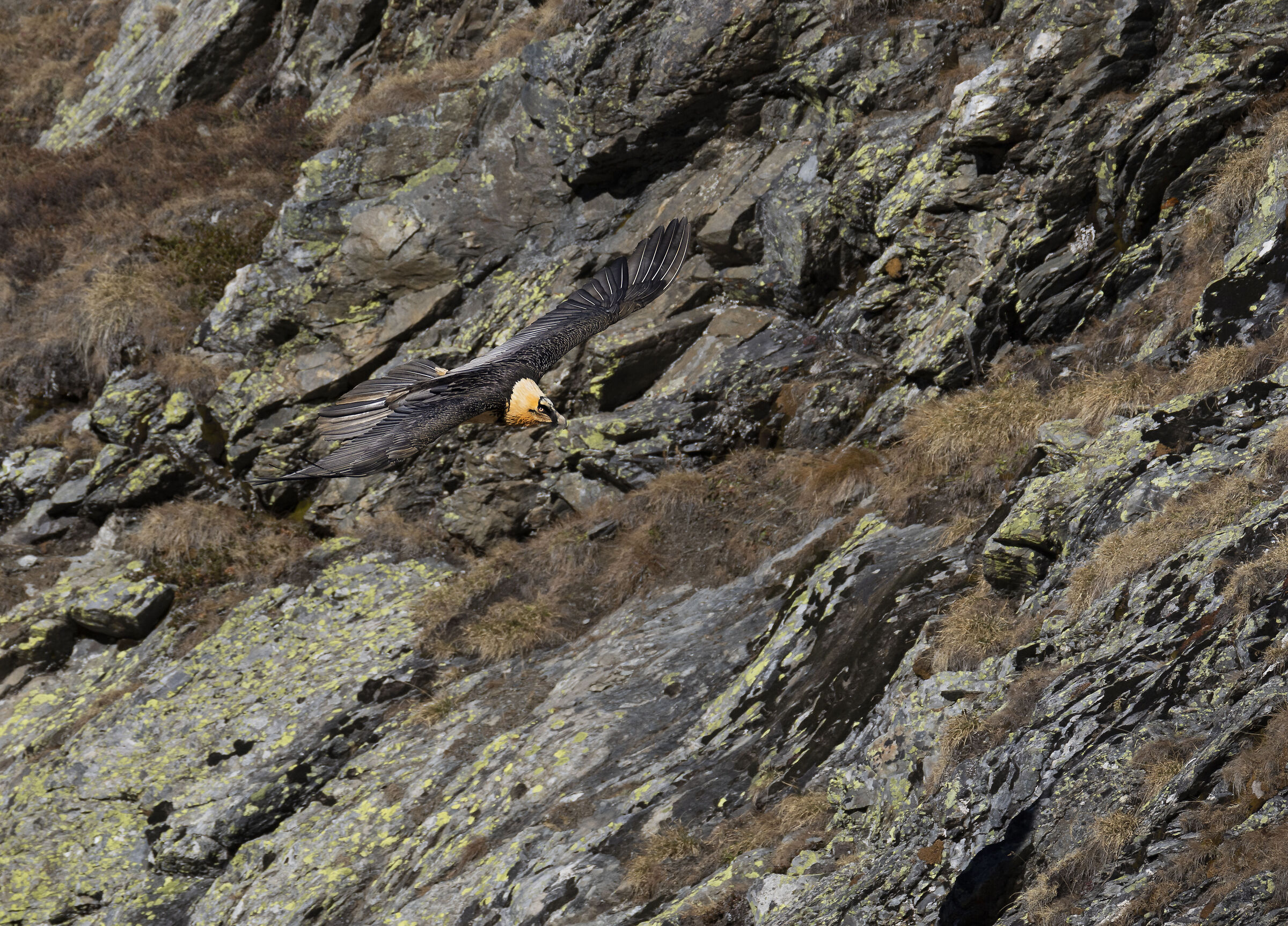 Bearded Vulture
