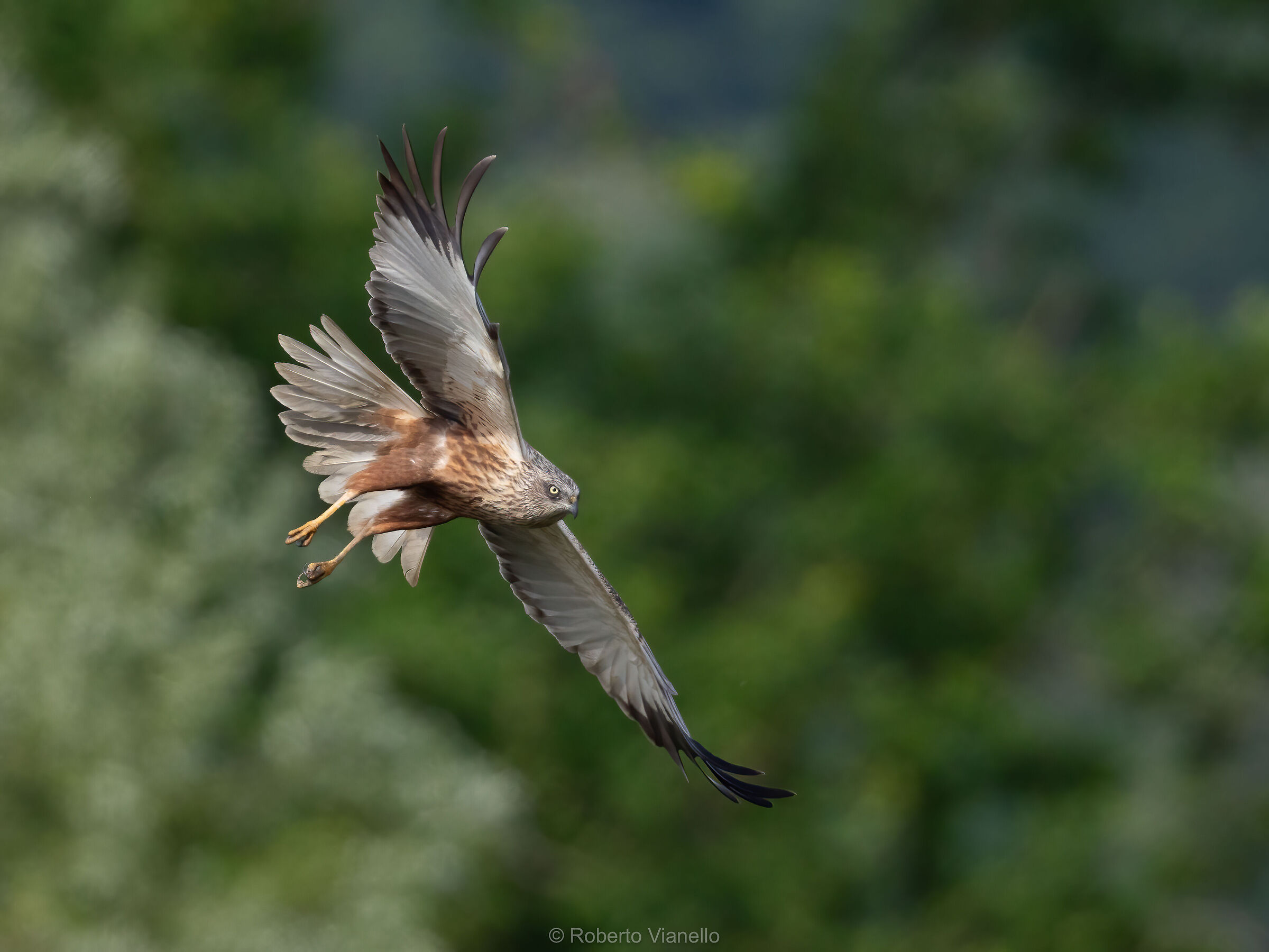Falco di palude maschio (Circus aeruginosus)