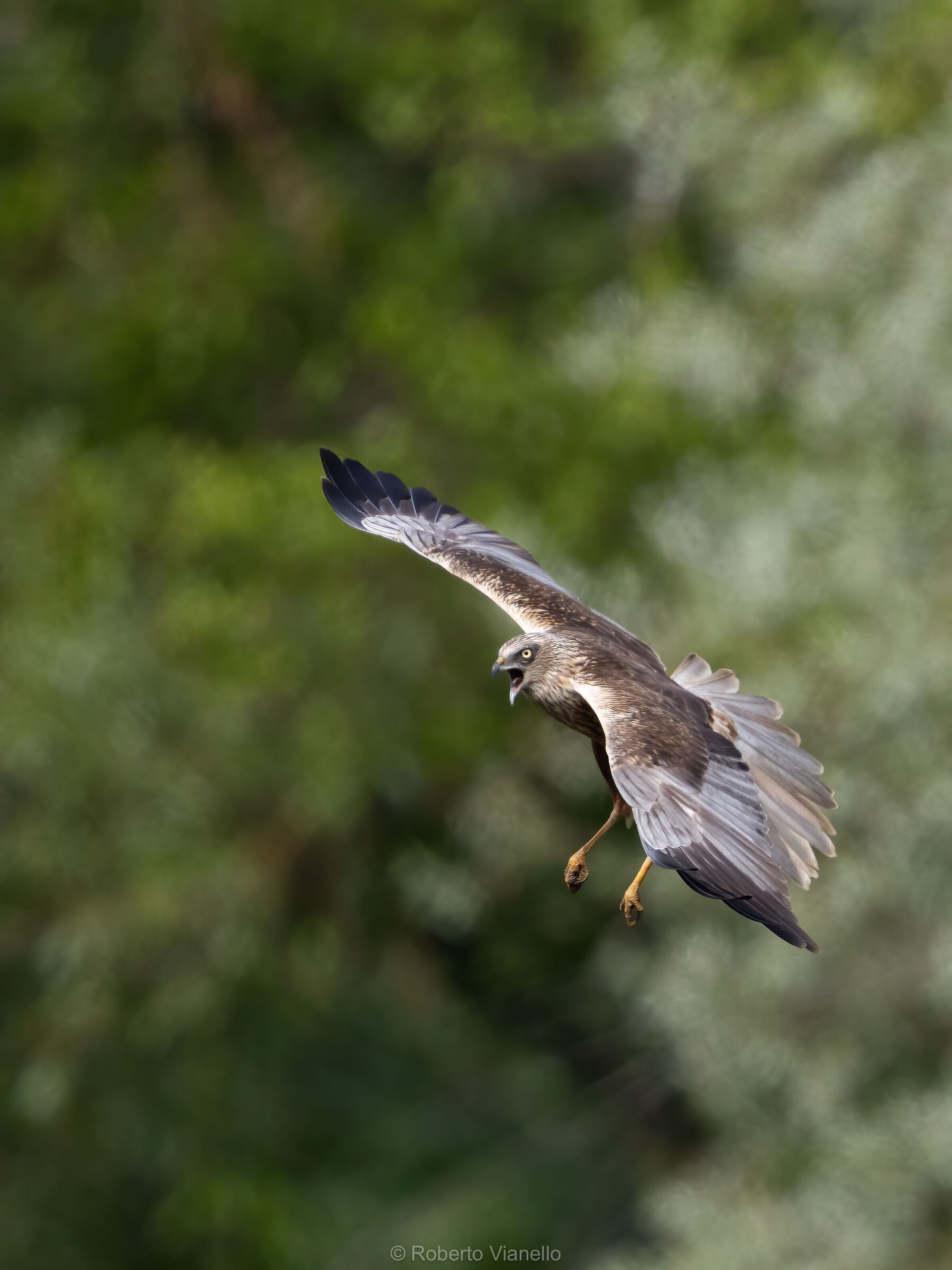 Falco di palude maschio (Circus aeruginosus)