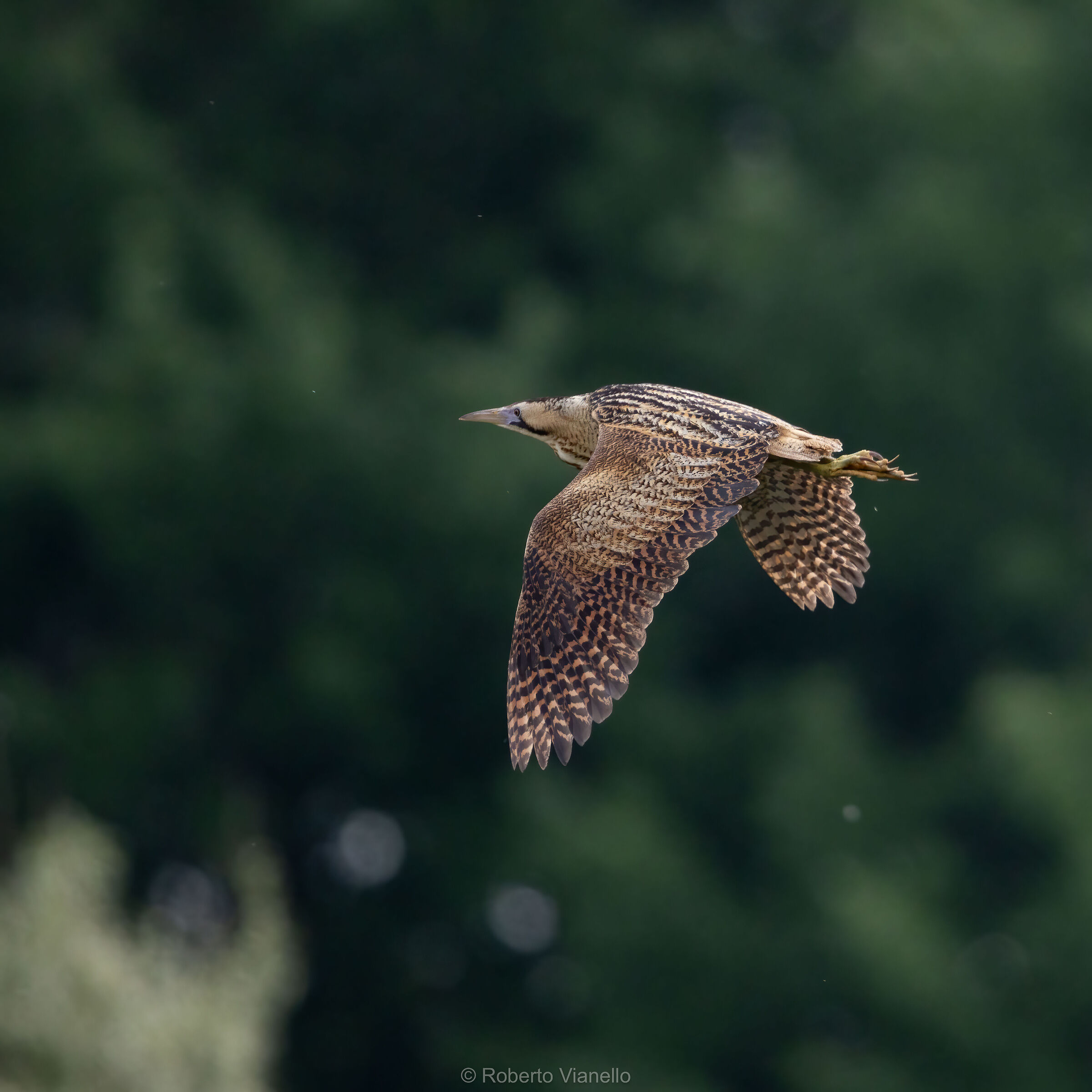Tarabuso (Botaurus stellaris)