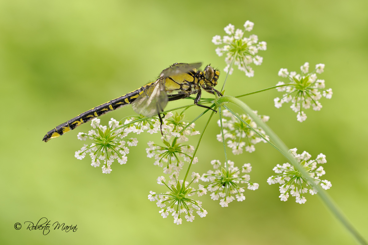 Le stelle stanno in cielo e i Sogni....non lo so.