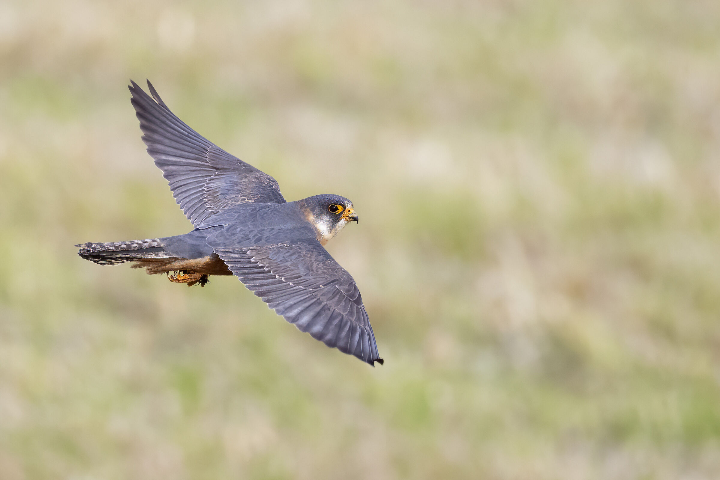 Male Cuckoo Falcon