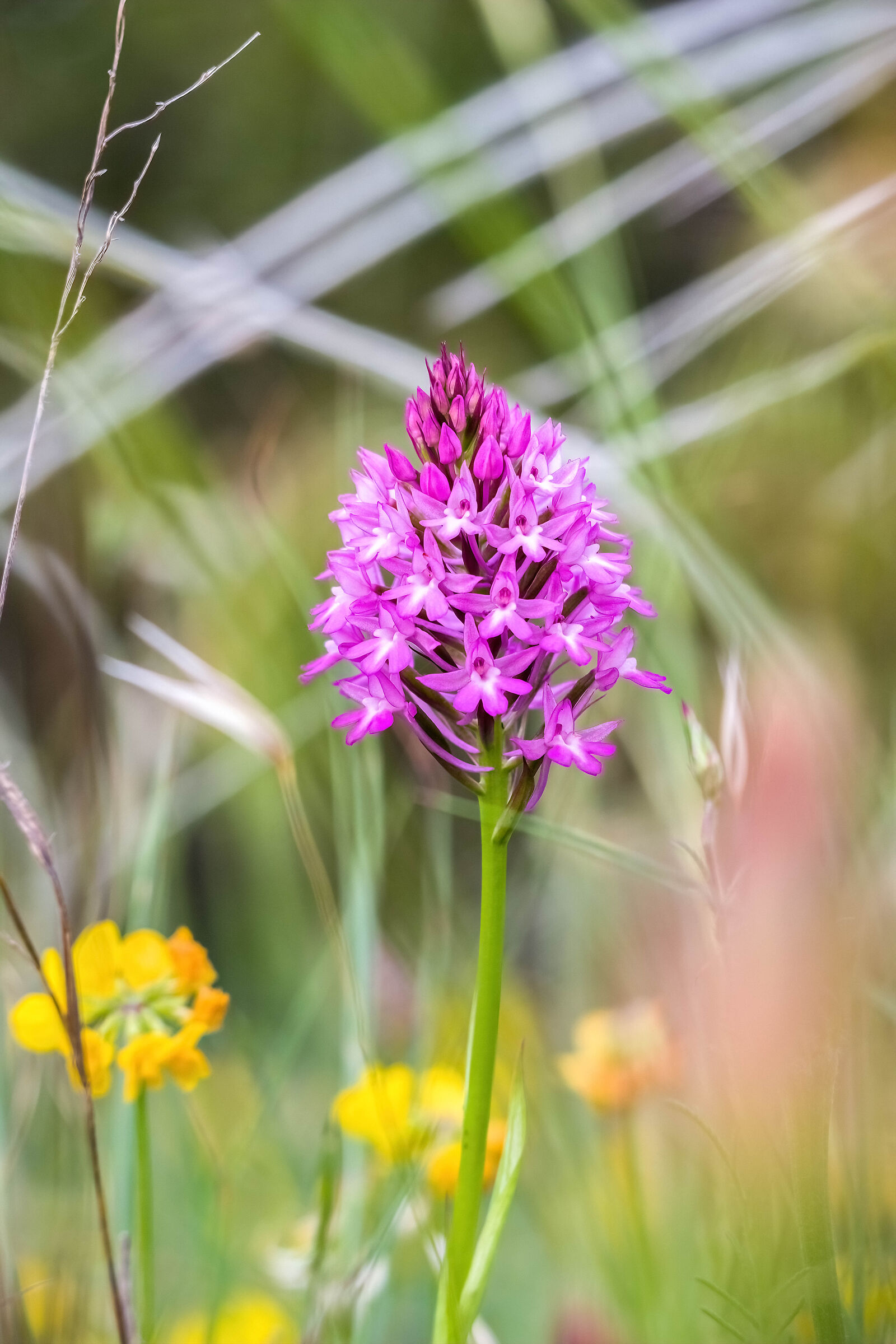 Anacamptis pyramidalis