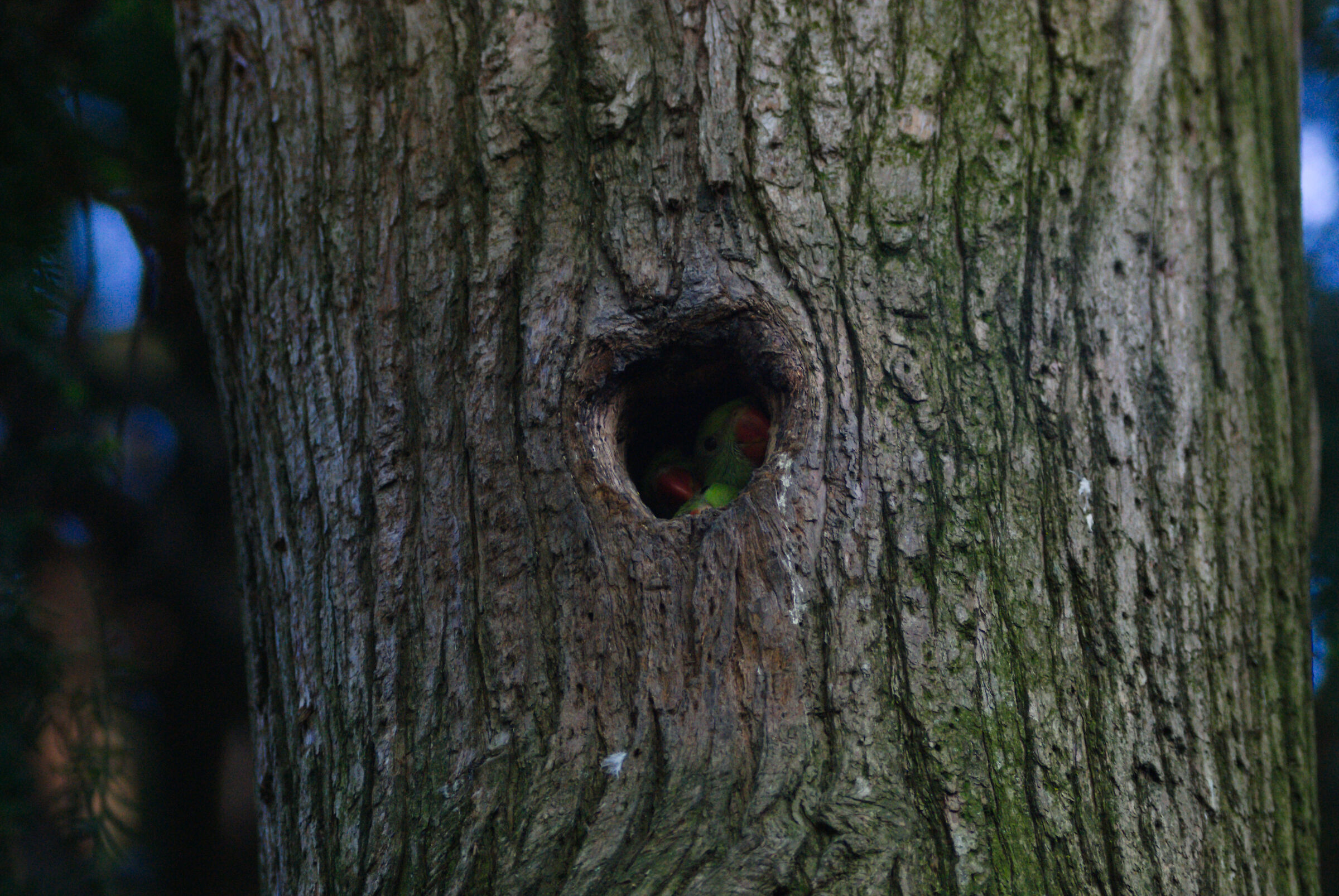 BucoConSorpresa. 02/05/25.