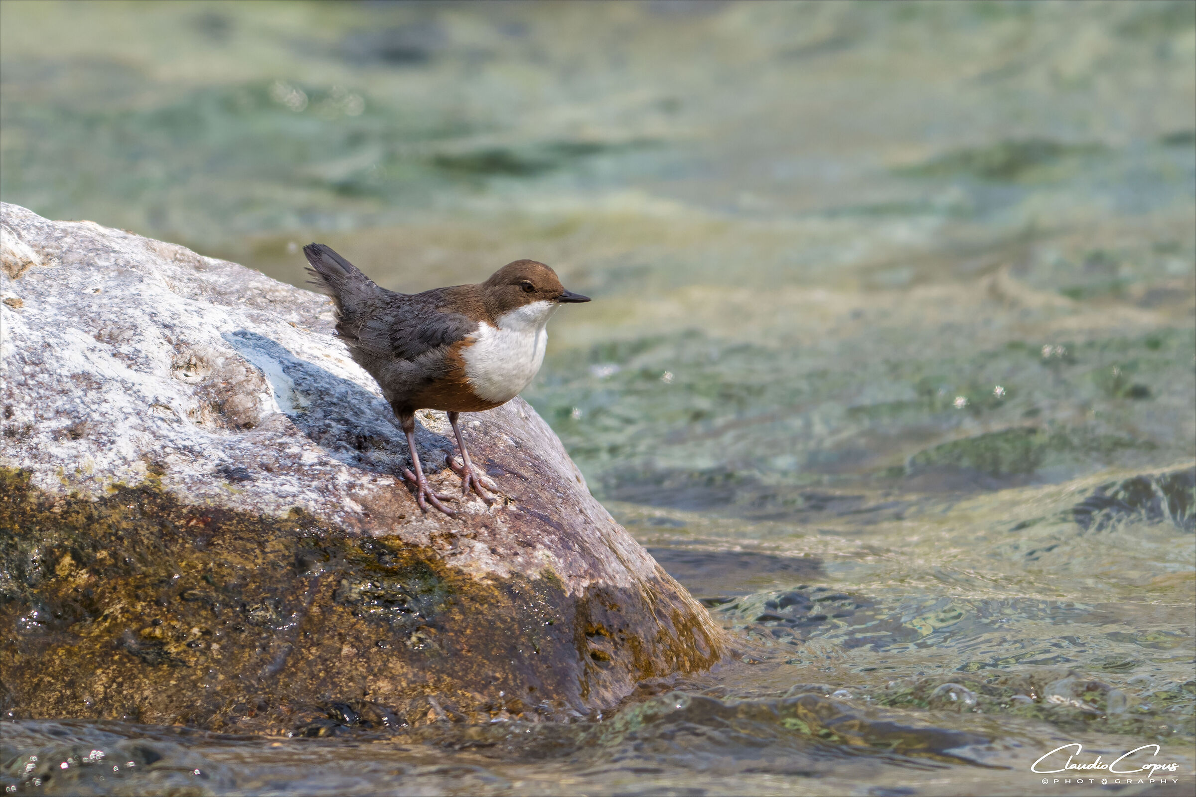 White-throated dipper