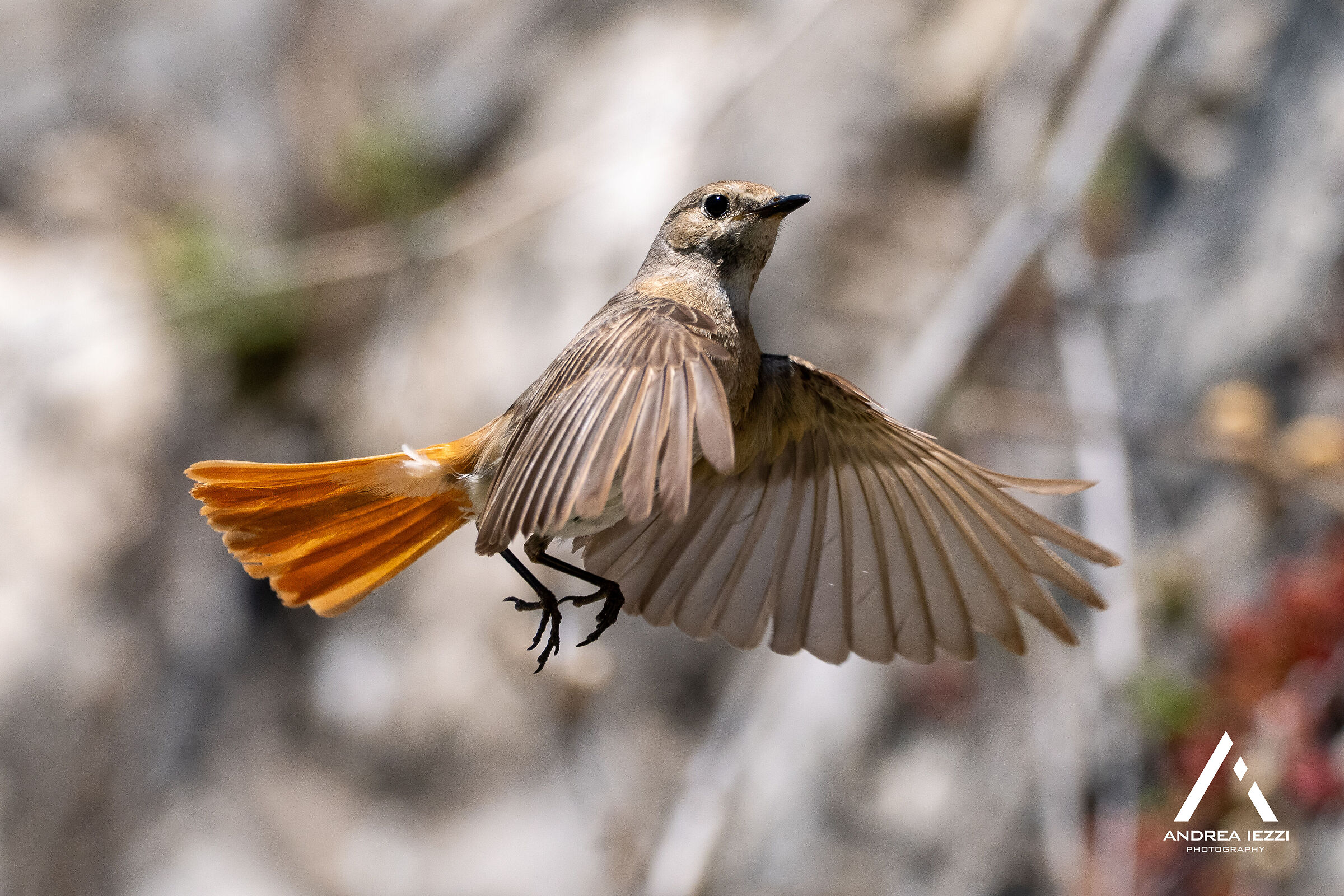 Redstart