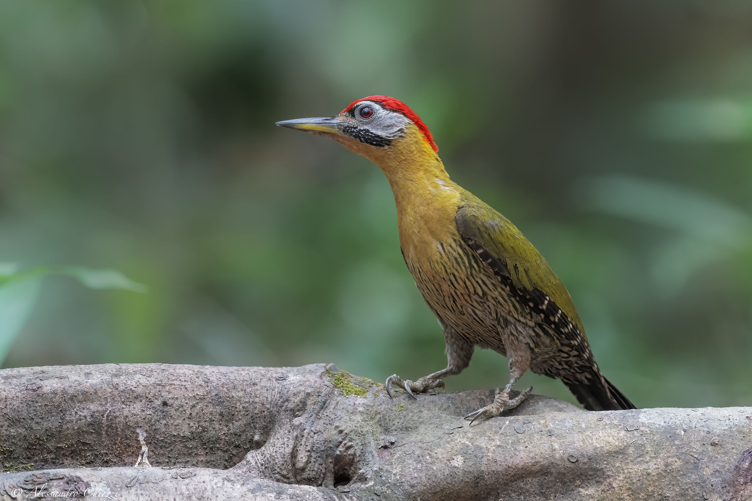 Laid breasted woodpecker