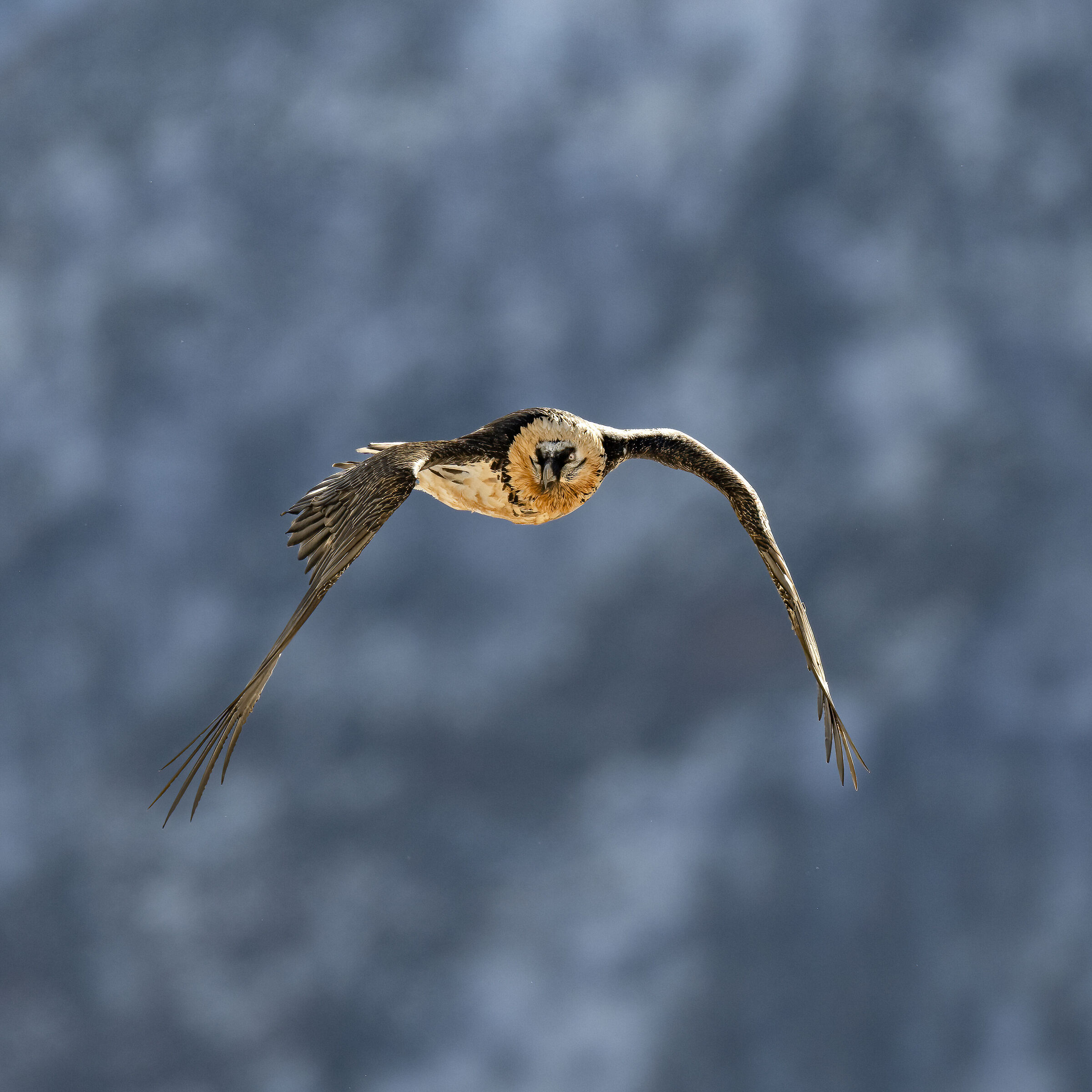 Gypaetus barbatus - Gran Paradiso National Park