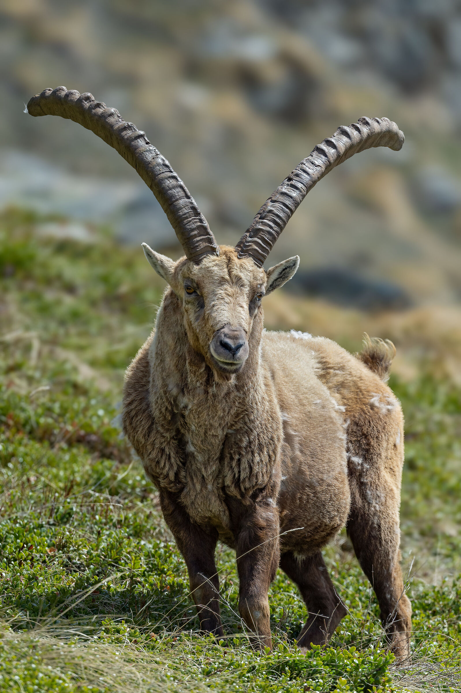 Ibex - Gran Paradiso National Park