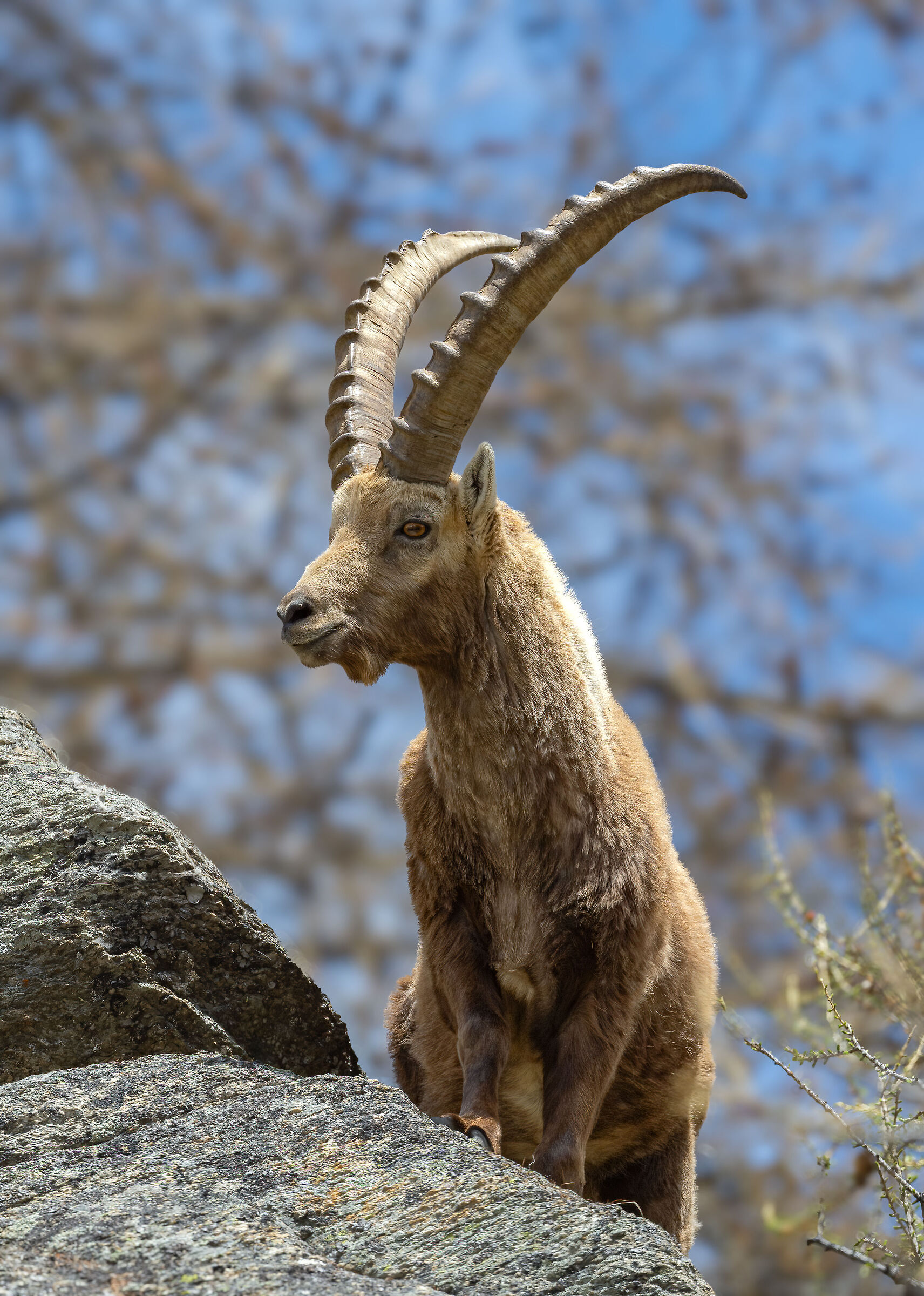 Ibex - Gran Paradiso National Park