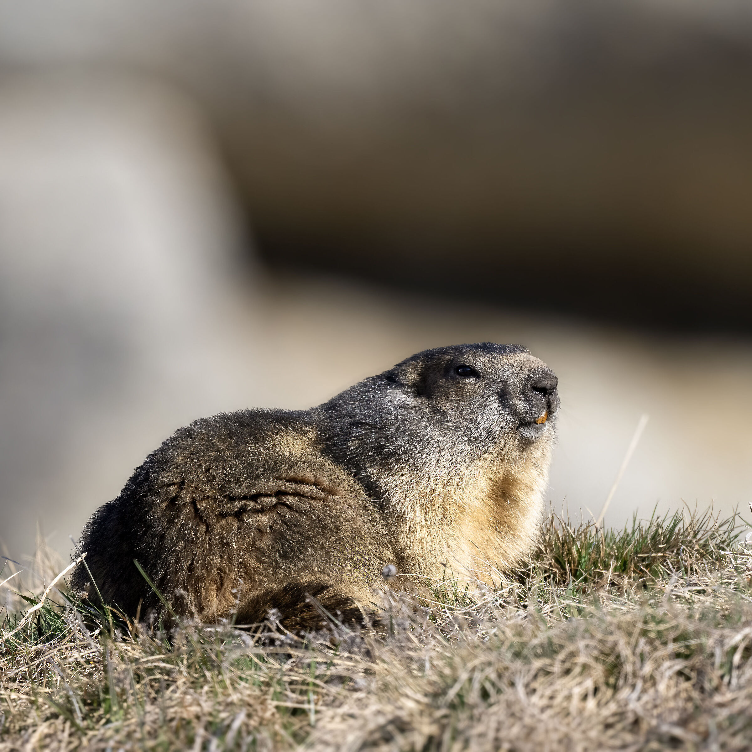 Marmotta - Gran Paradiso National Park