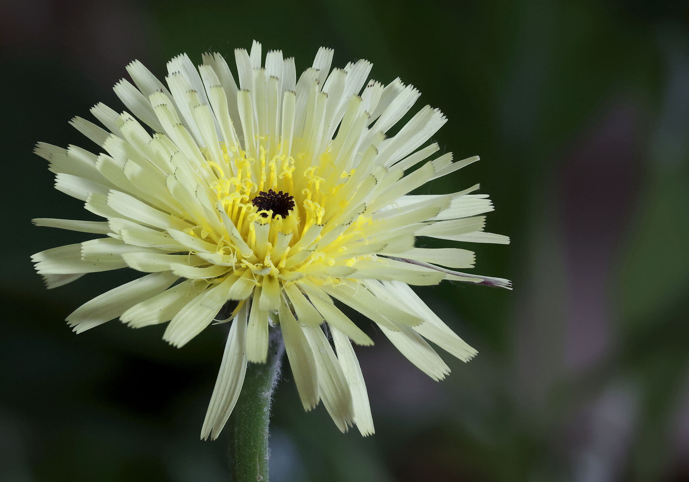 Boccione (Urospermum dalechampii)
