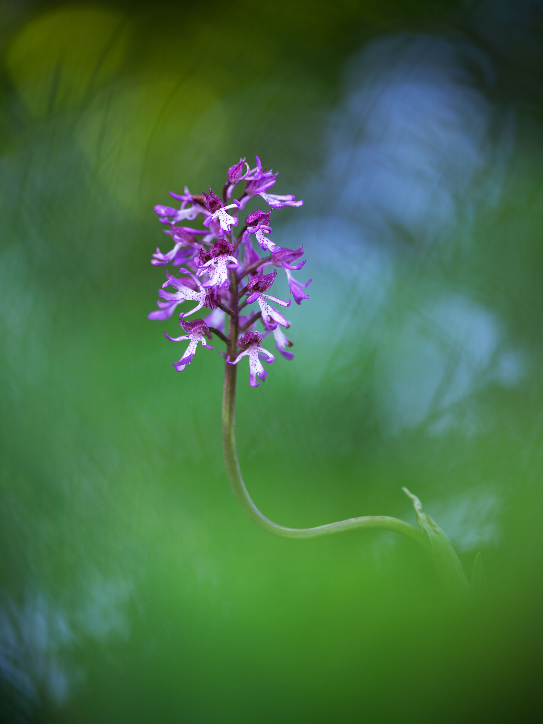 Orchis x angusticruris