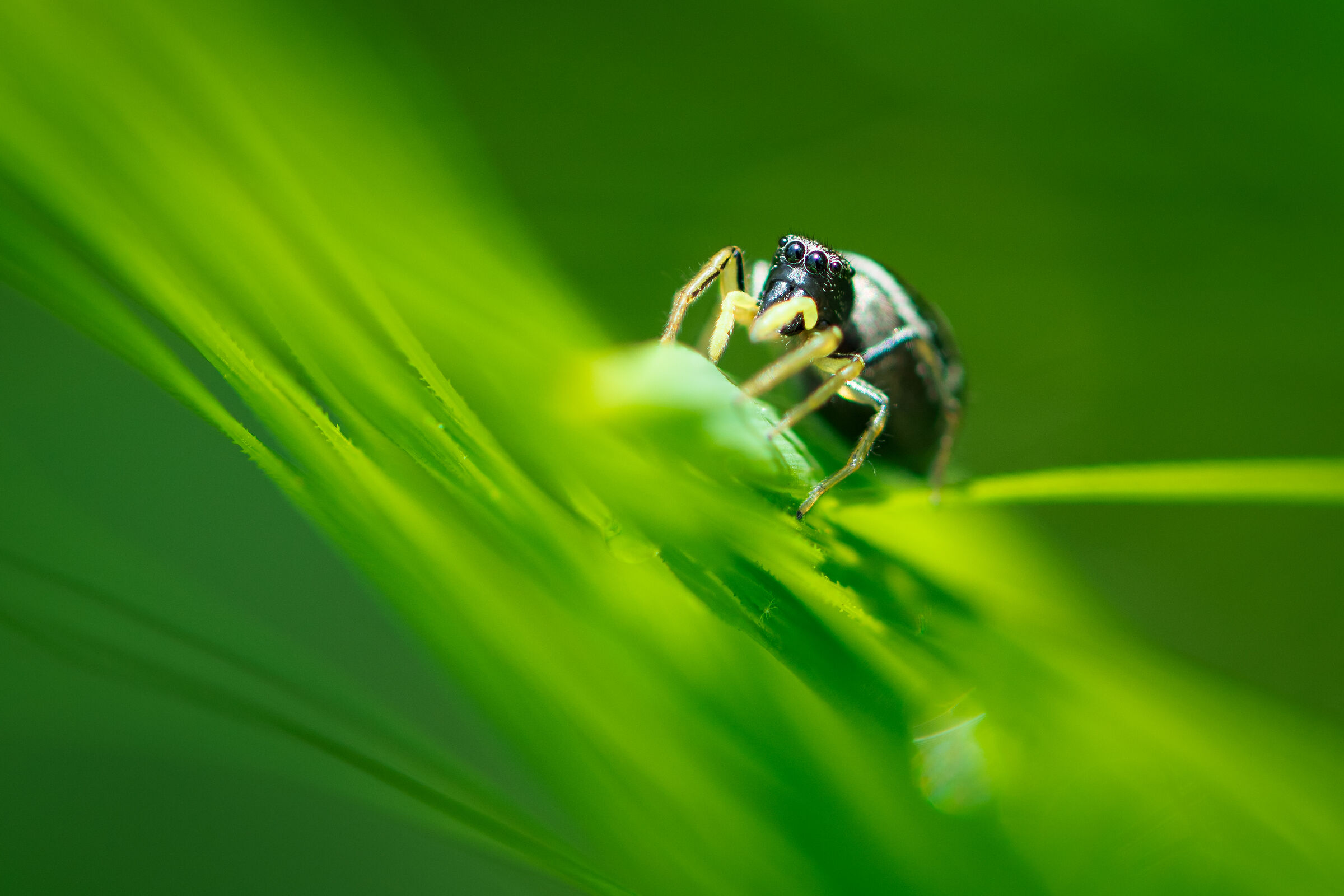 Harlequin on wheat ...