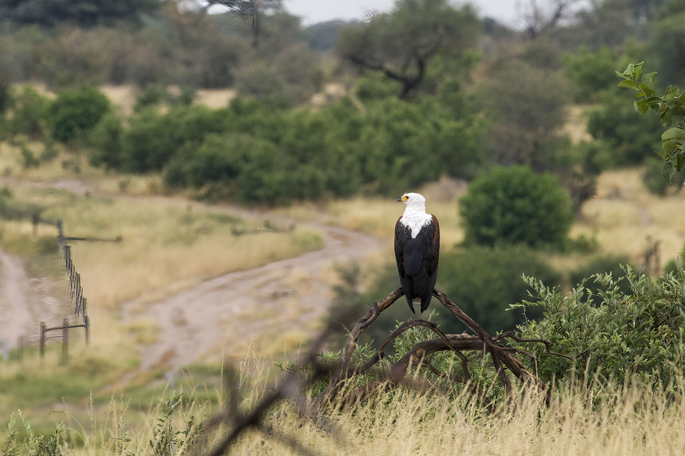 African Fish Eagle (Haliaeetus vocifer)
