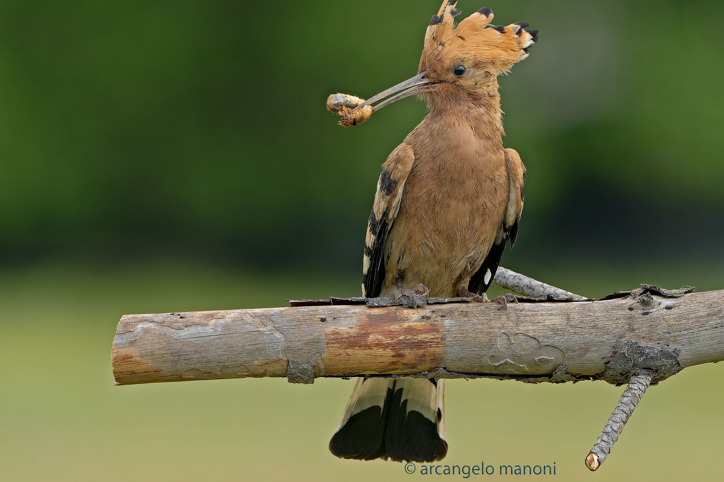 Una larva a colazione per l'upupa