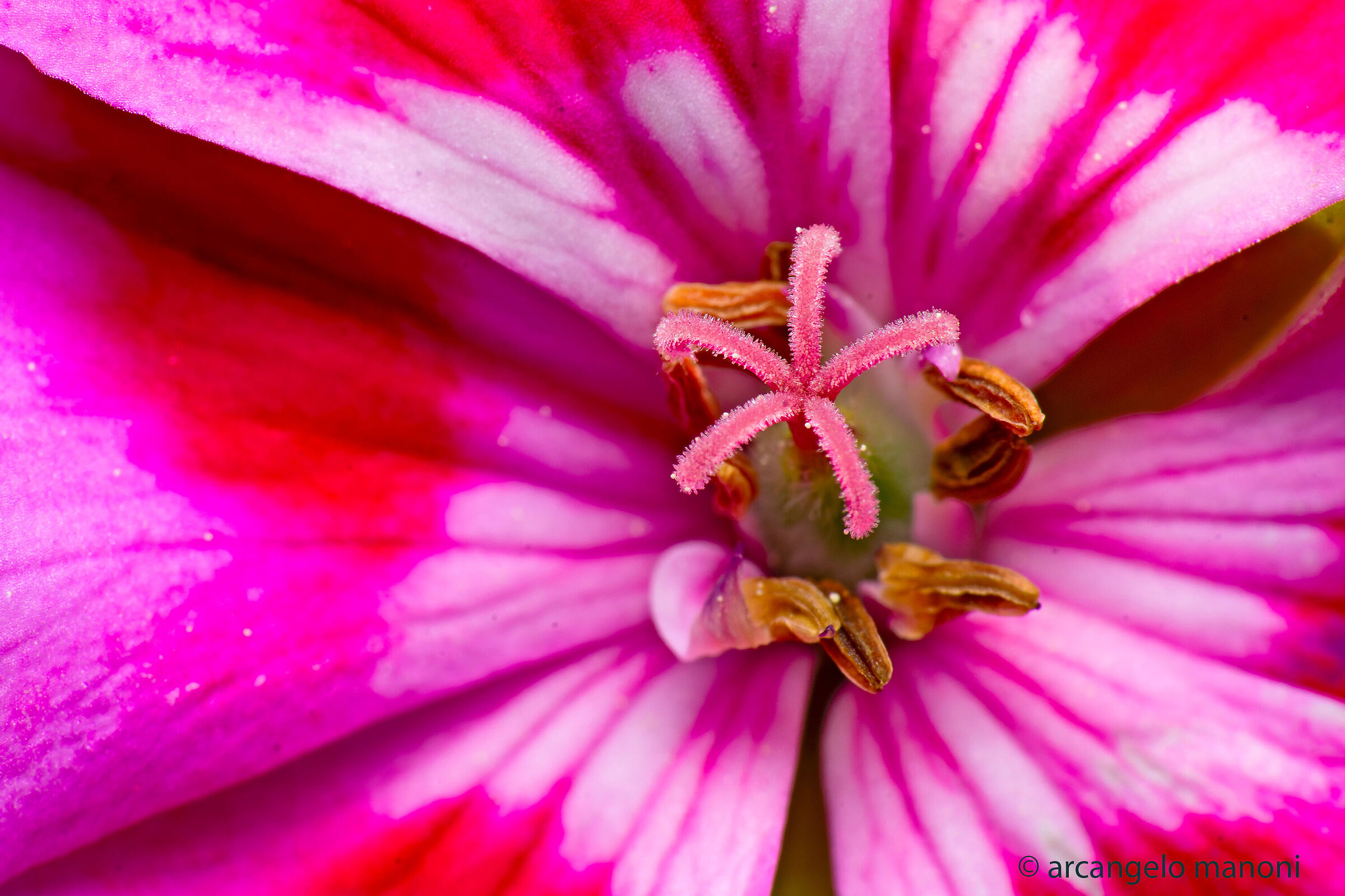 In the heart of the geranium