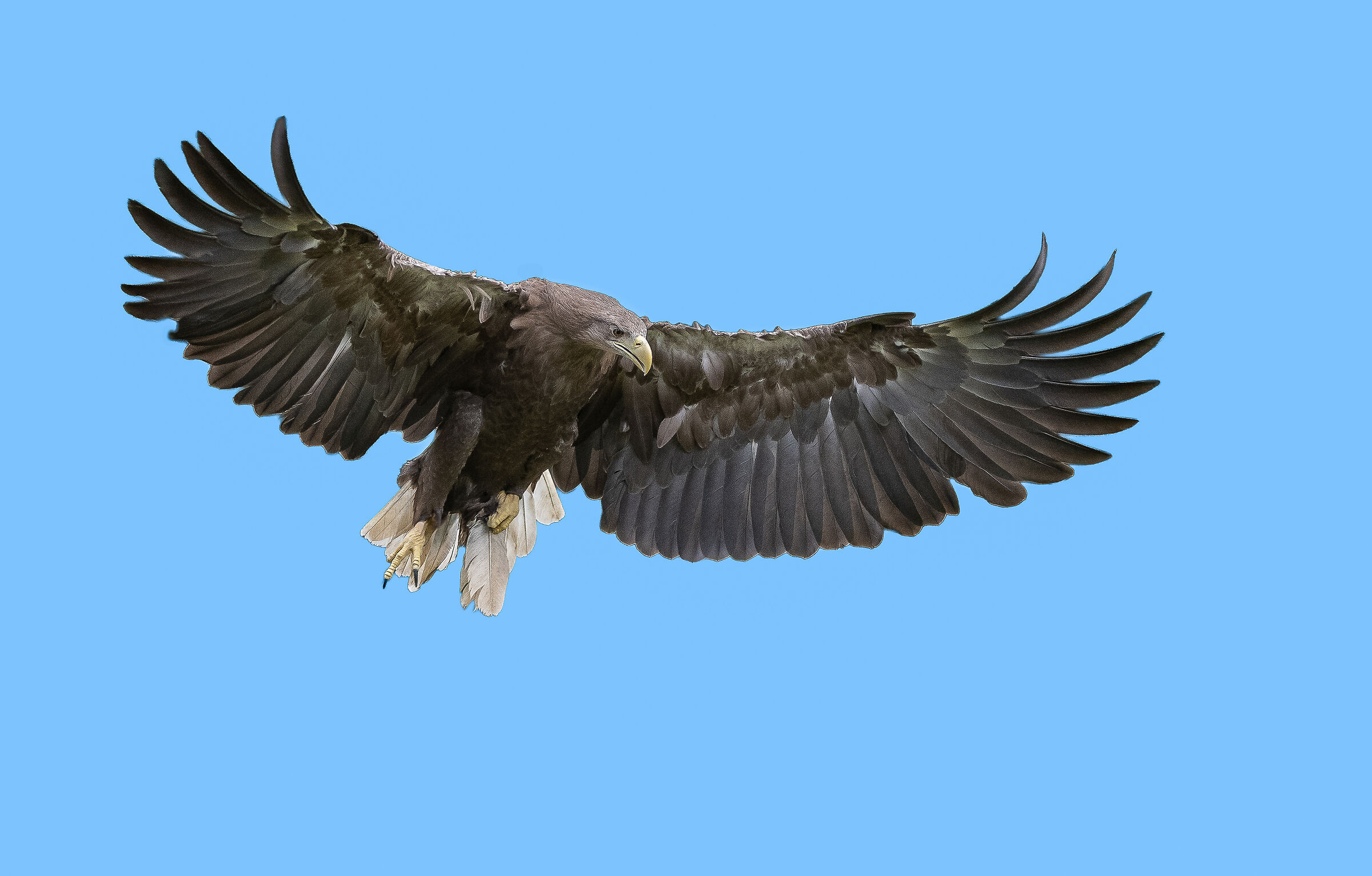 Aquila di mare Codabianca