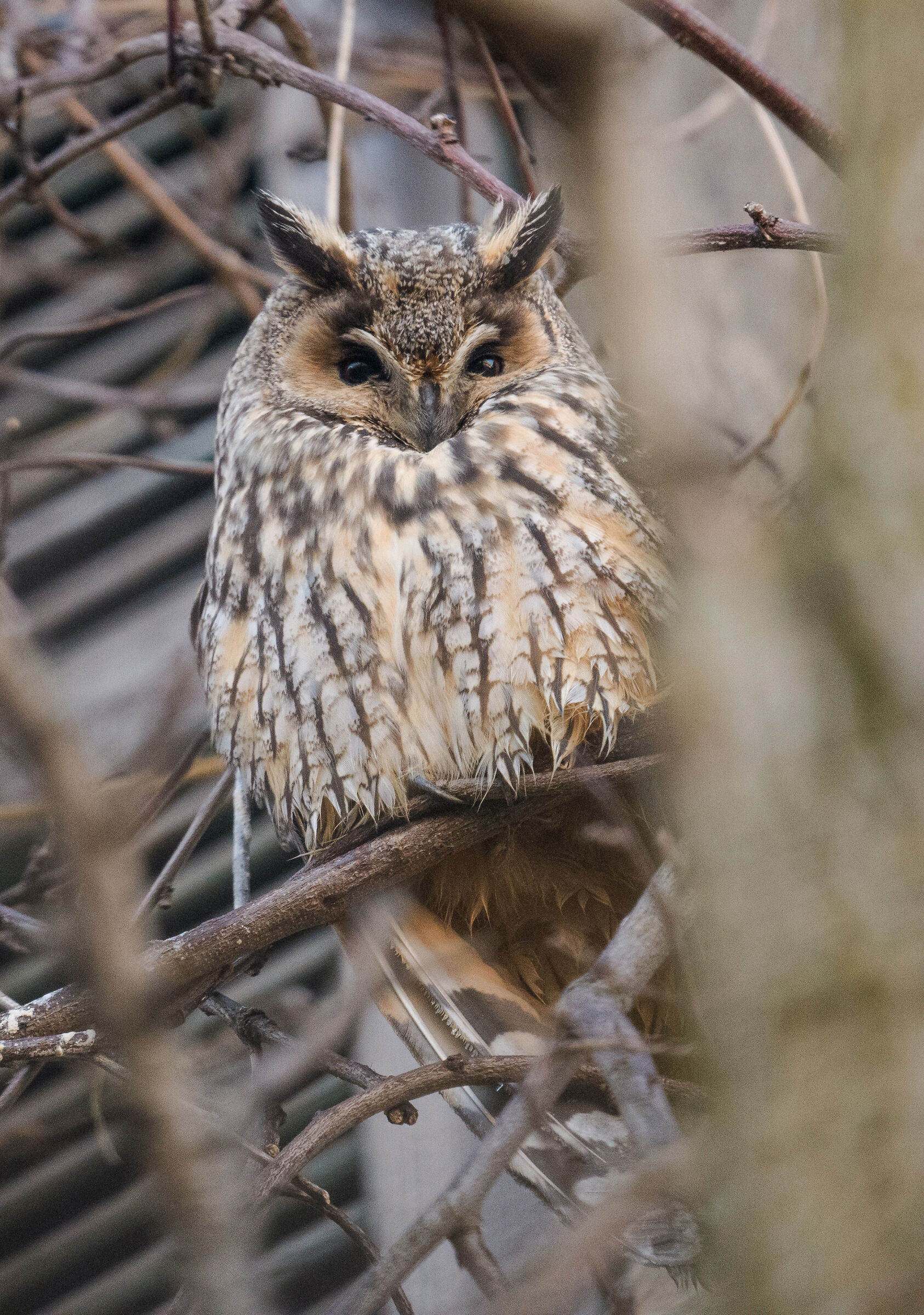 long-eared owl