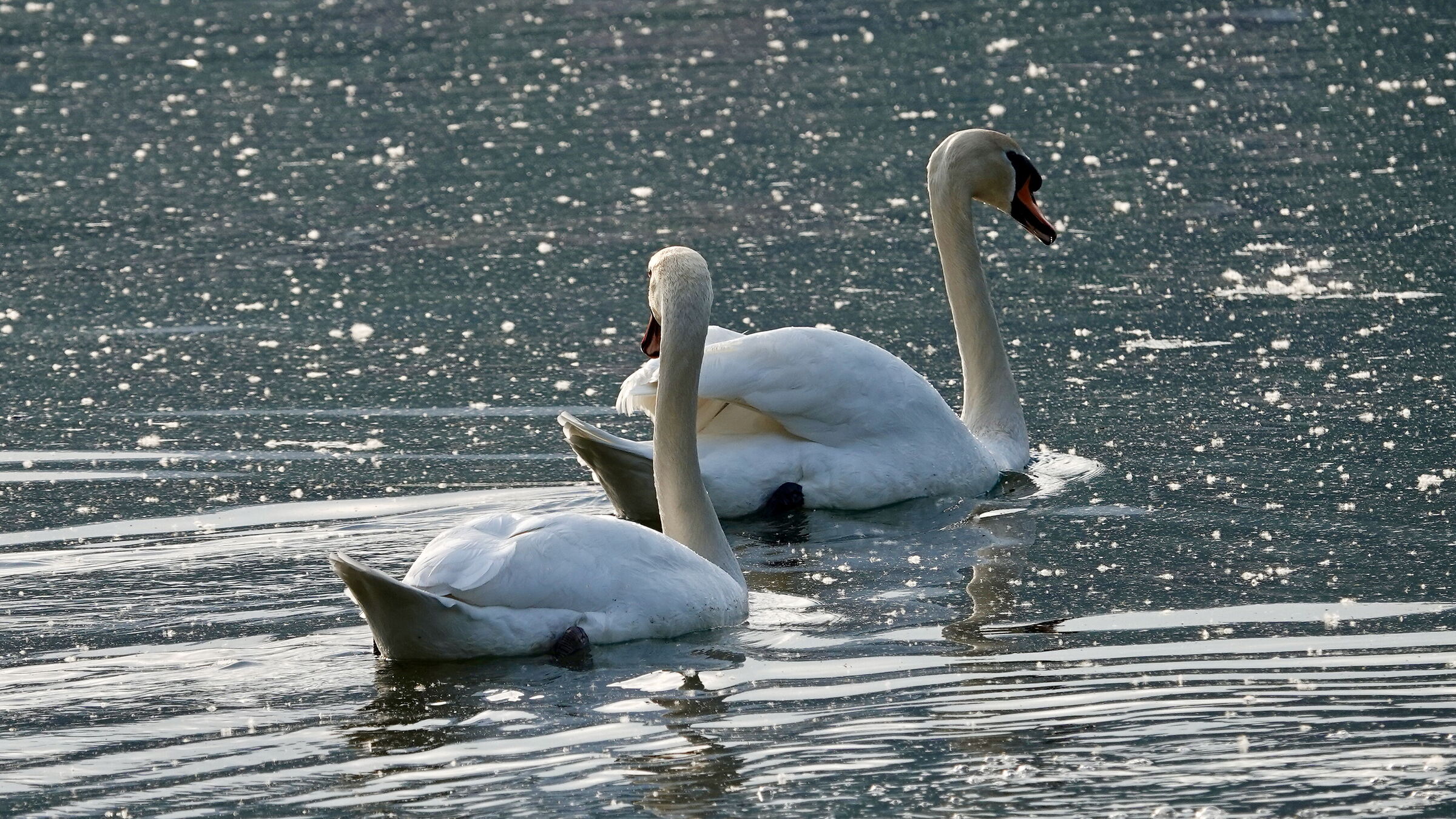Cigni del lago di Garlate