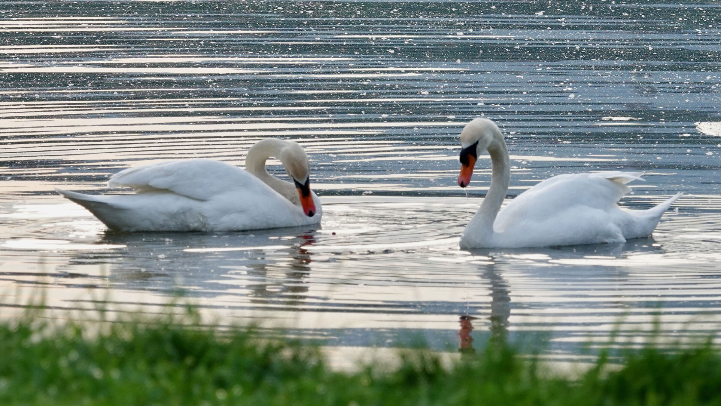 Cigni del lago di Garlate 2