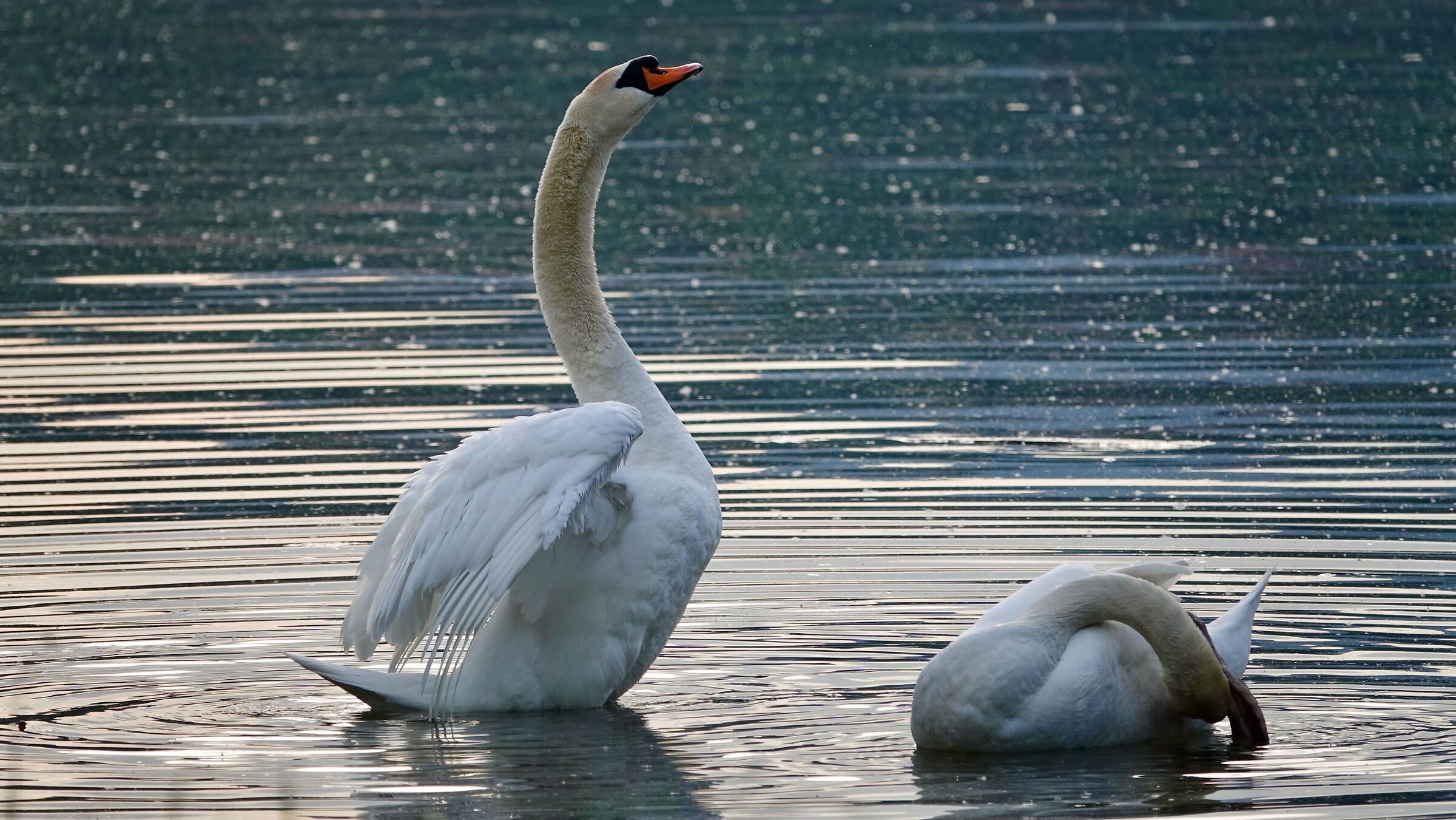 Swans of Lake Garlate 3