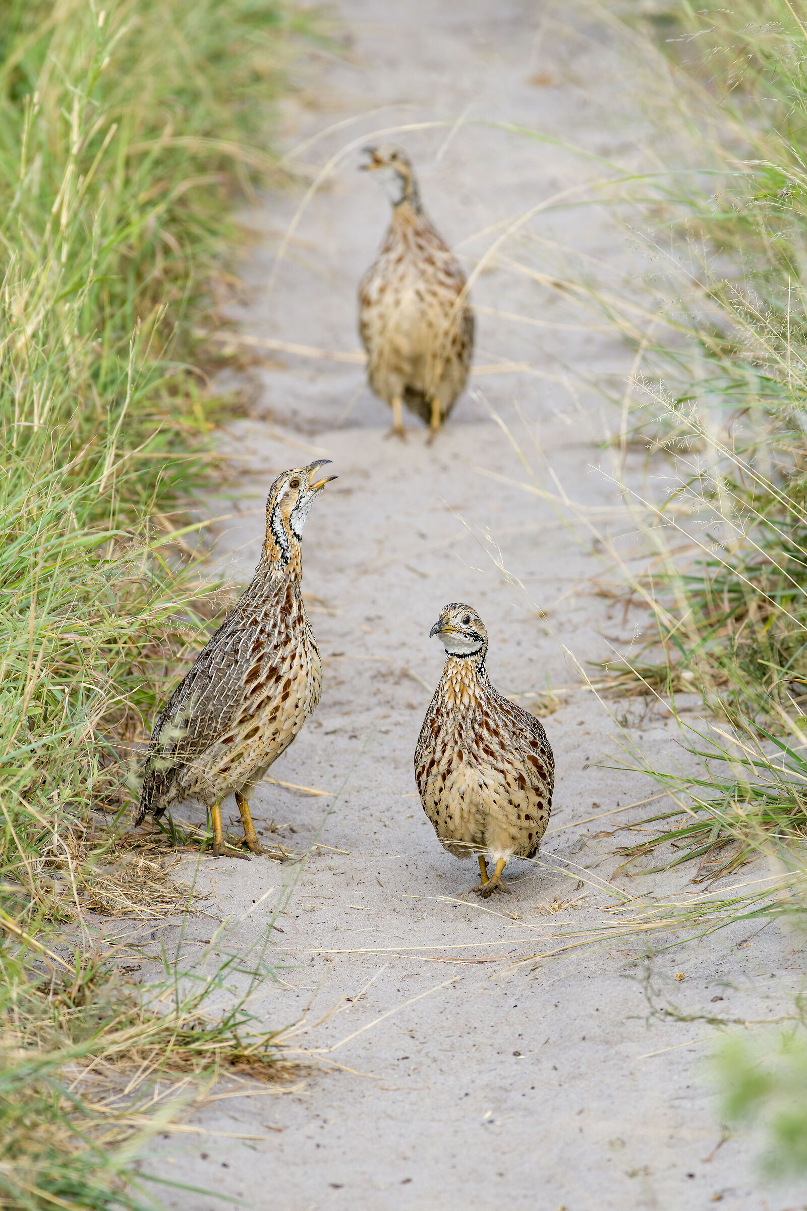 Orange Francolin