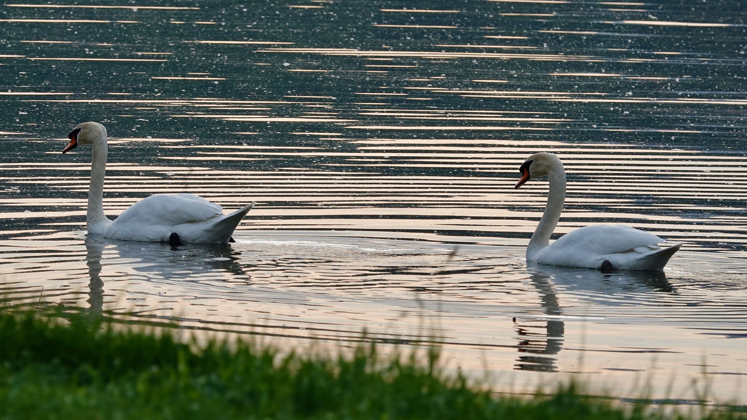 Cigni del lago di Garlate 4